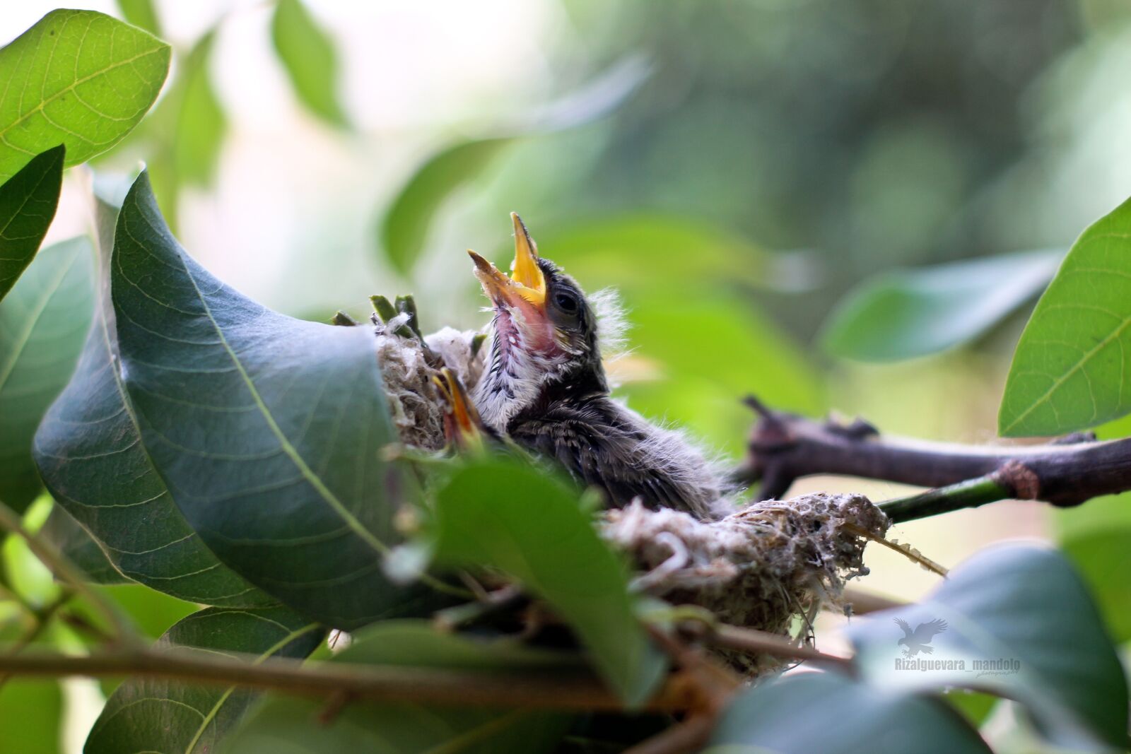 Canon EOS 600D (Rebel EOS T3i / EOS Kiss X5) sample photo. Child, bird, hungry photography