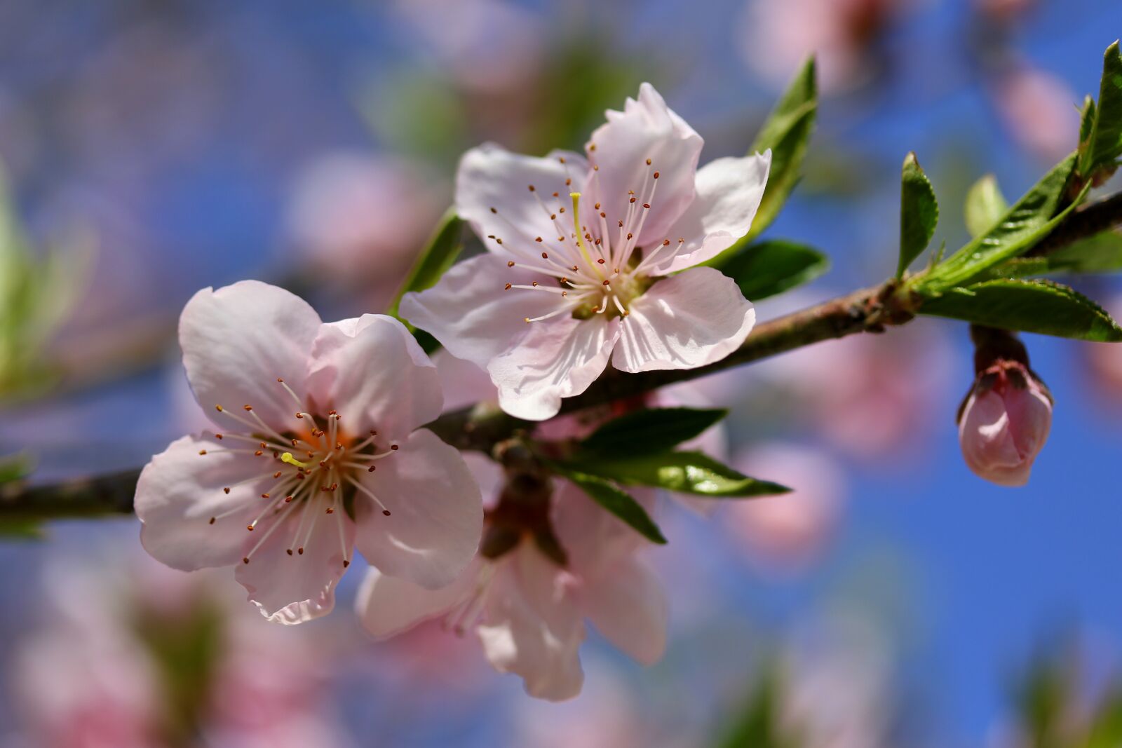 Canon EF-S 60mm F2.8 Macro USM sample photo. Flowers, pink, casey photography