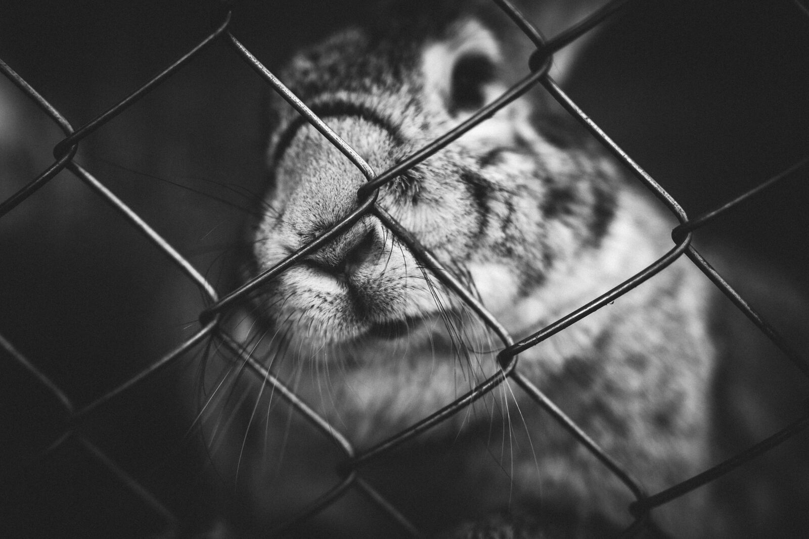 Canon EOS 5D Mark III sample photo. Rabbit, bunny, pets photography