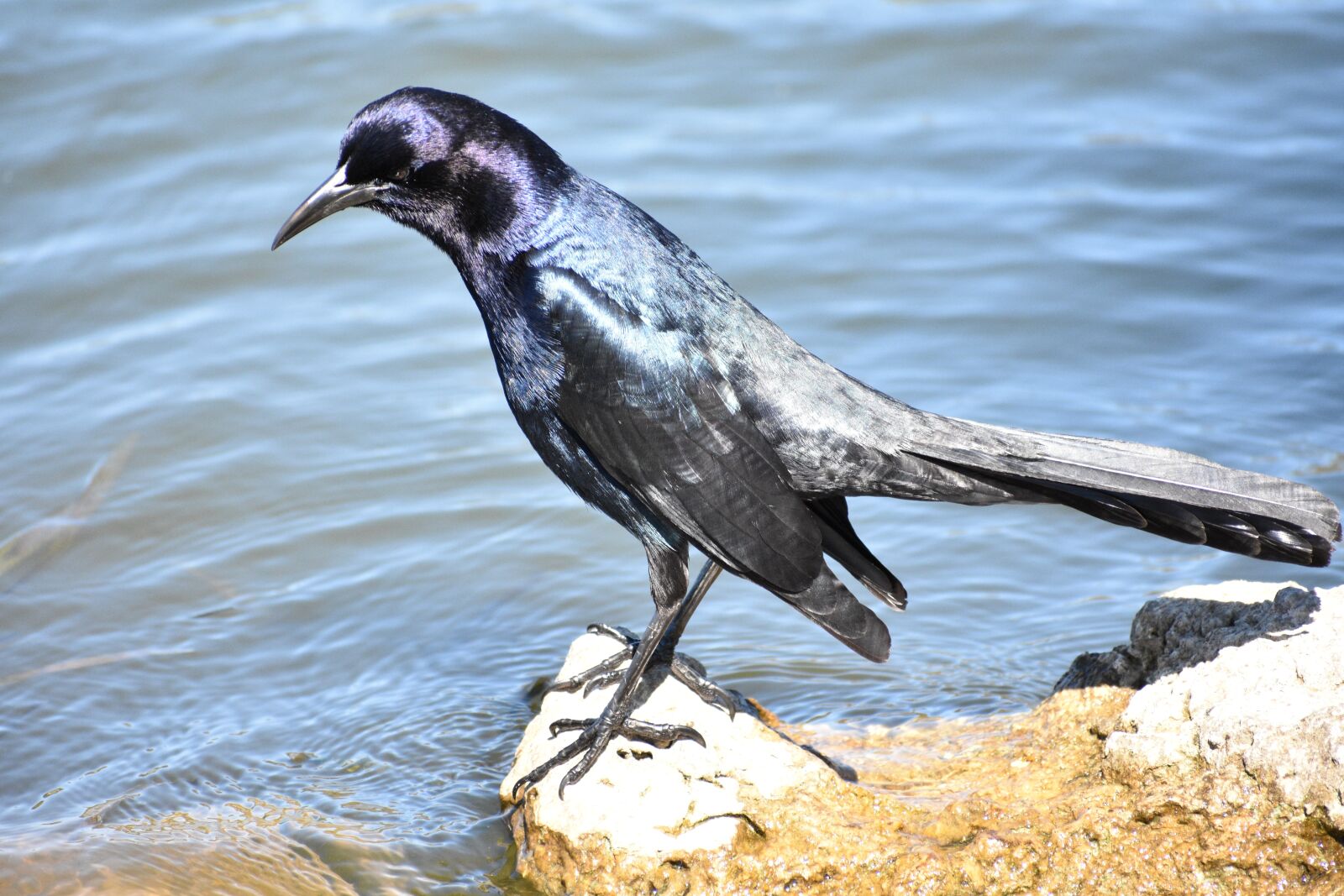Nikon D3400 sample photo. Birds, water, lake photography