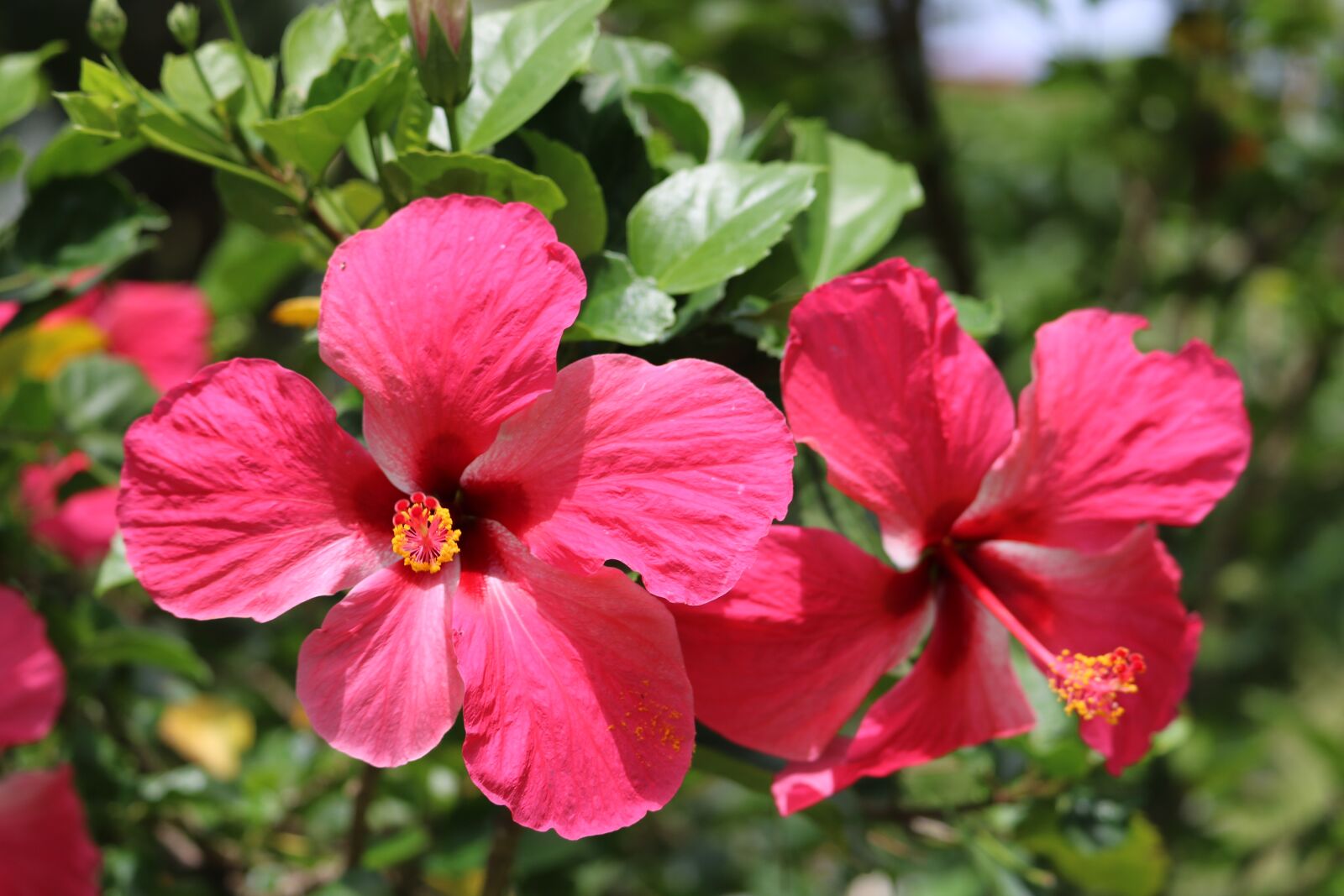 Canon EOS 760D (EOS Rebel T6s / EOS 8000D) sample photo. Flower, nature, garden photography