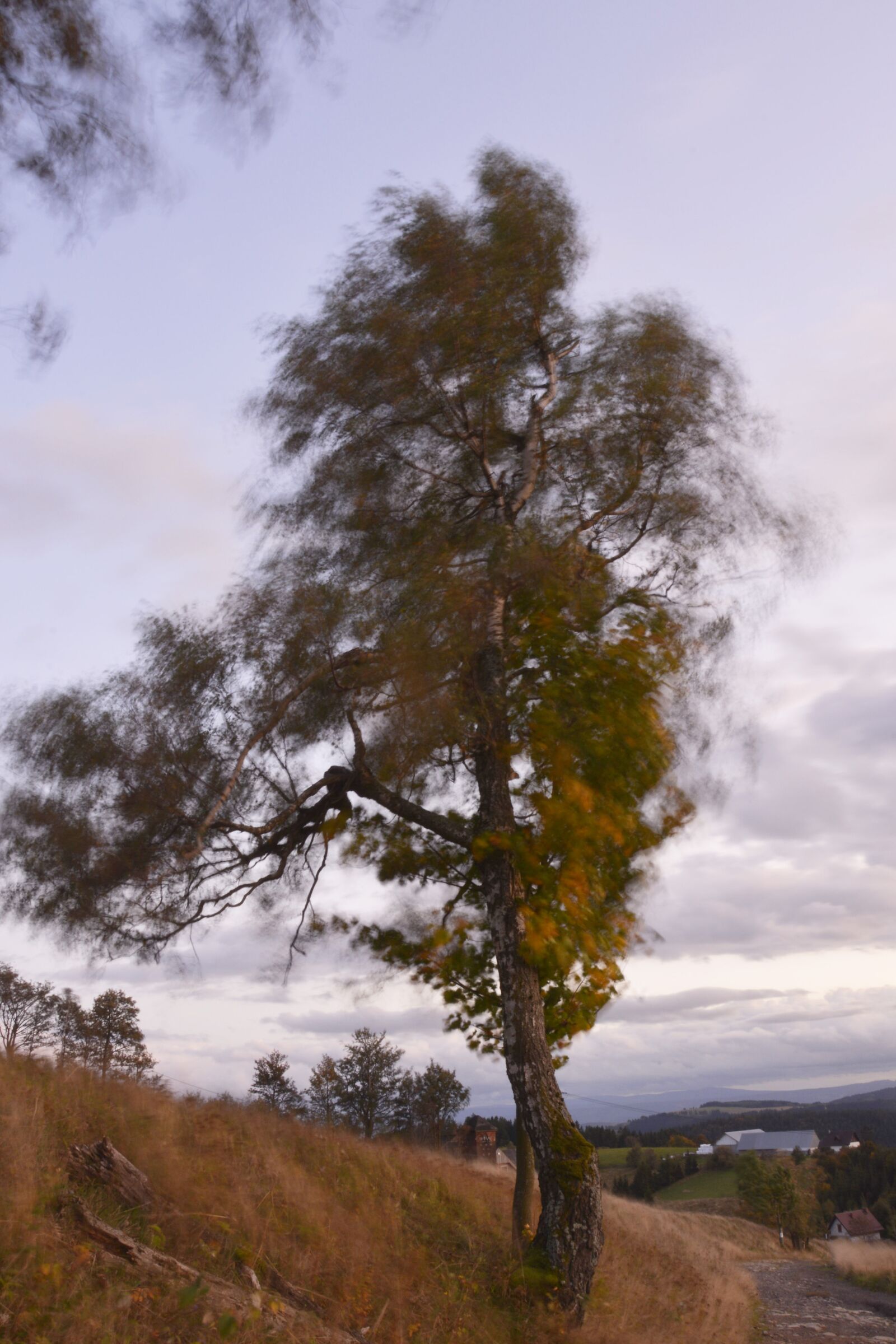 Nikon D7100 sample photo. Tree, wind, landscape photography