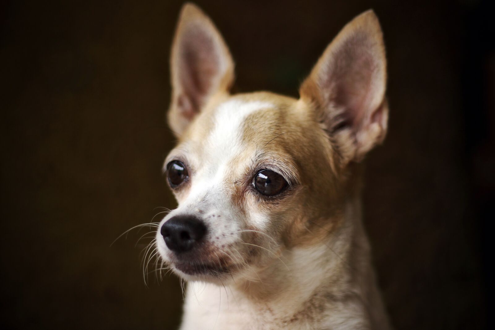 Canon EOS 50D sample photo. Chihuahua, dog, little photography