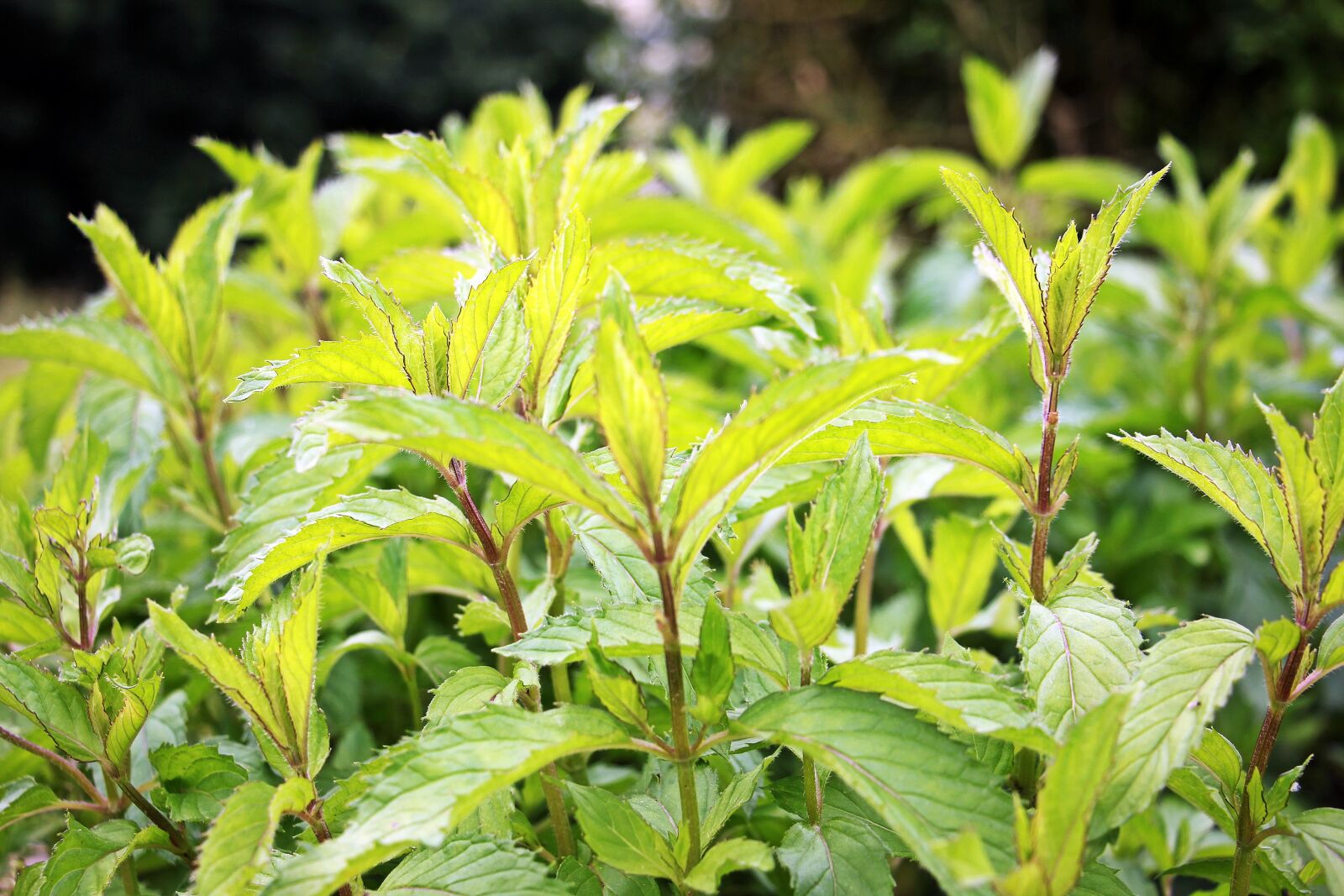 Canon EOS 550D (EOS Rebel T2i / EOS Kiss X4) sample photo. Peppermint, plant, mint photography