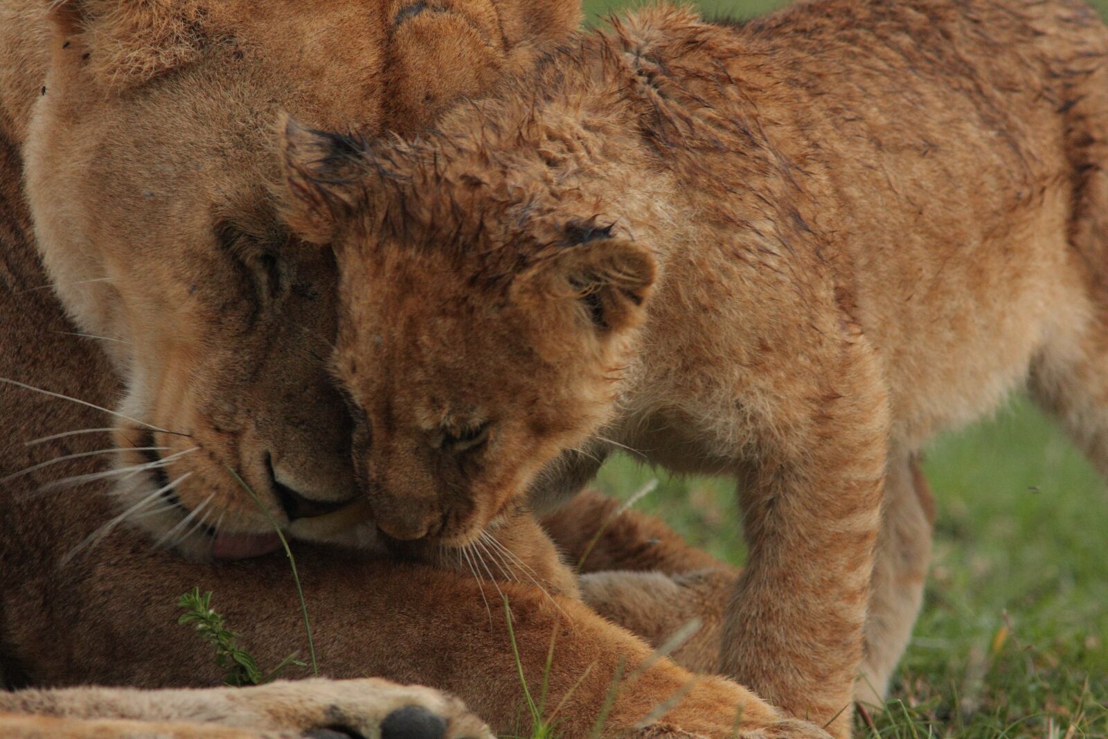 Canon EOS 40D sample photo. Mammal, cat, animal world photography