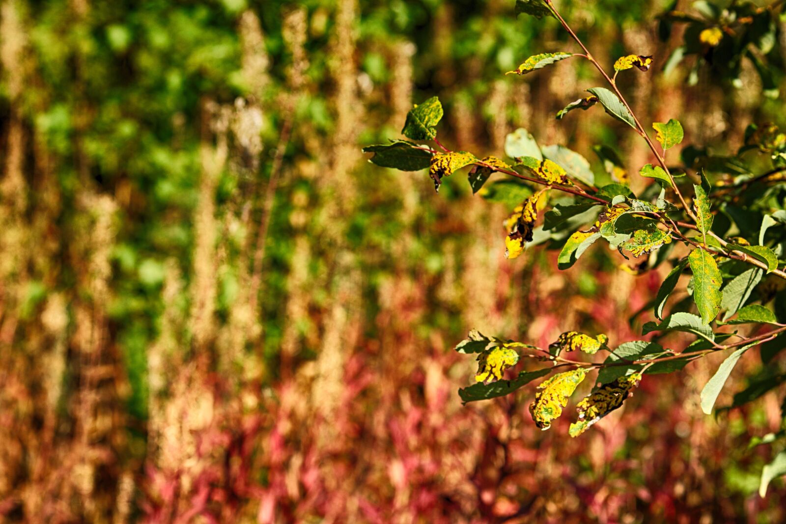 Canon EOS 7D Mark II + Canon EF 135mm F2L USM sample photo. Autumn, leaves, nature photography