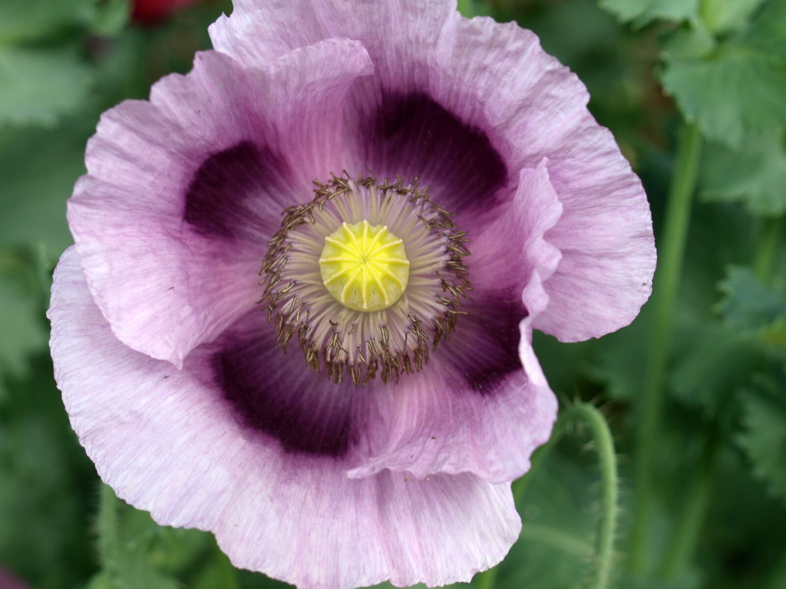 Olympus E-520 (EVOLT E-520) sample photo. Poppy, flower, plant photography