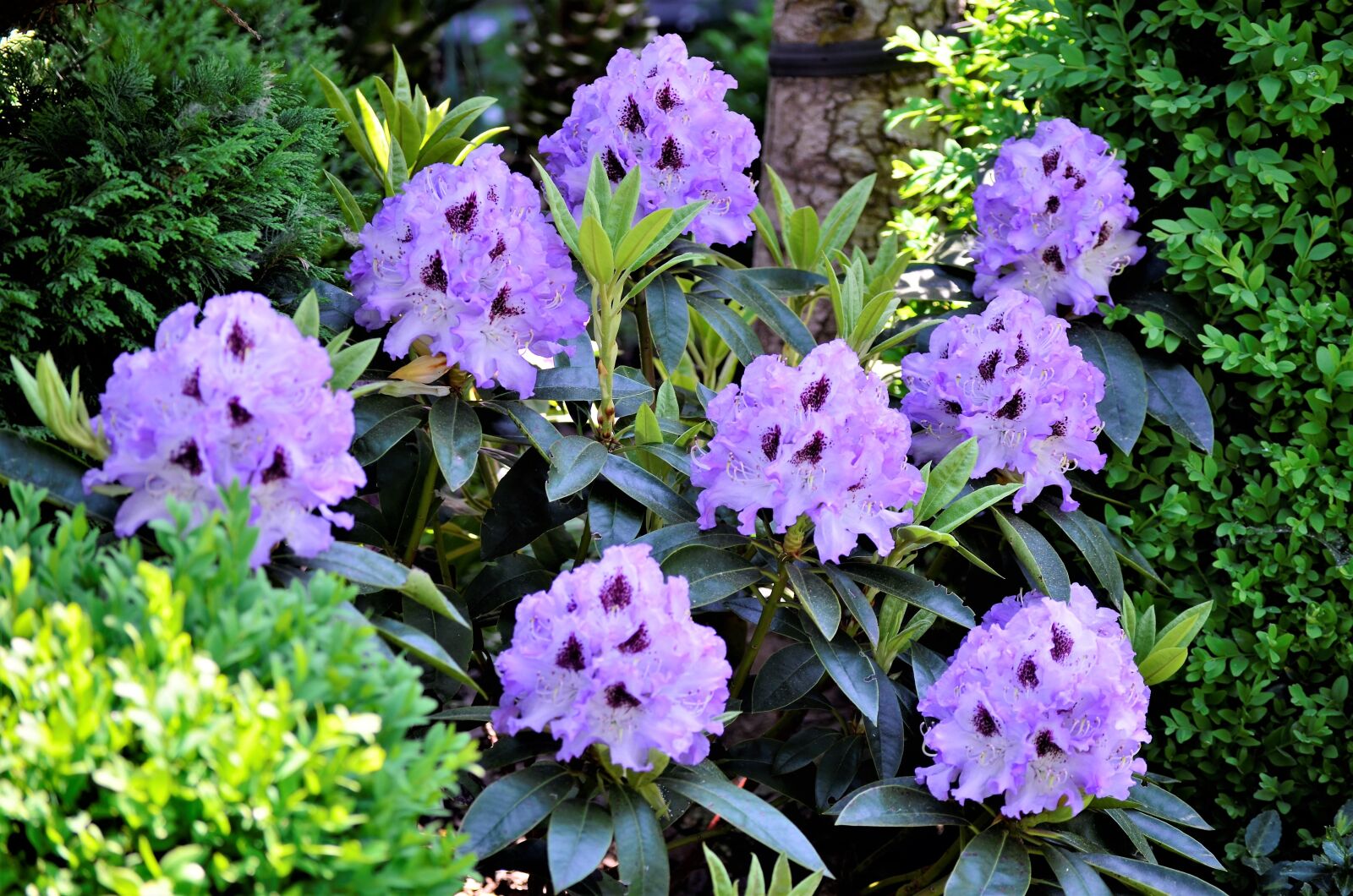 Nikon D5100 sample photo. Garden, nature, plant photography