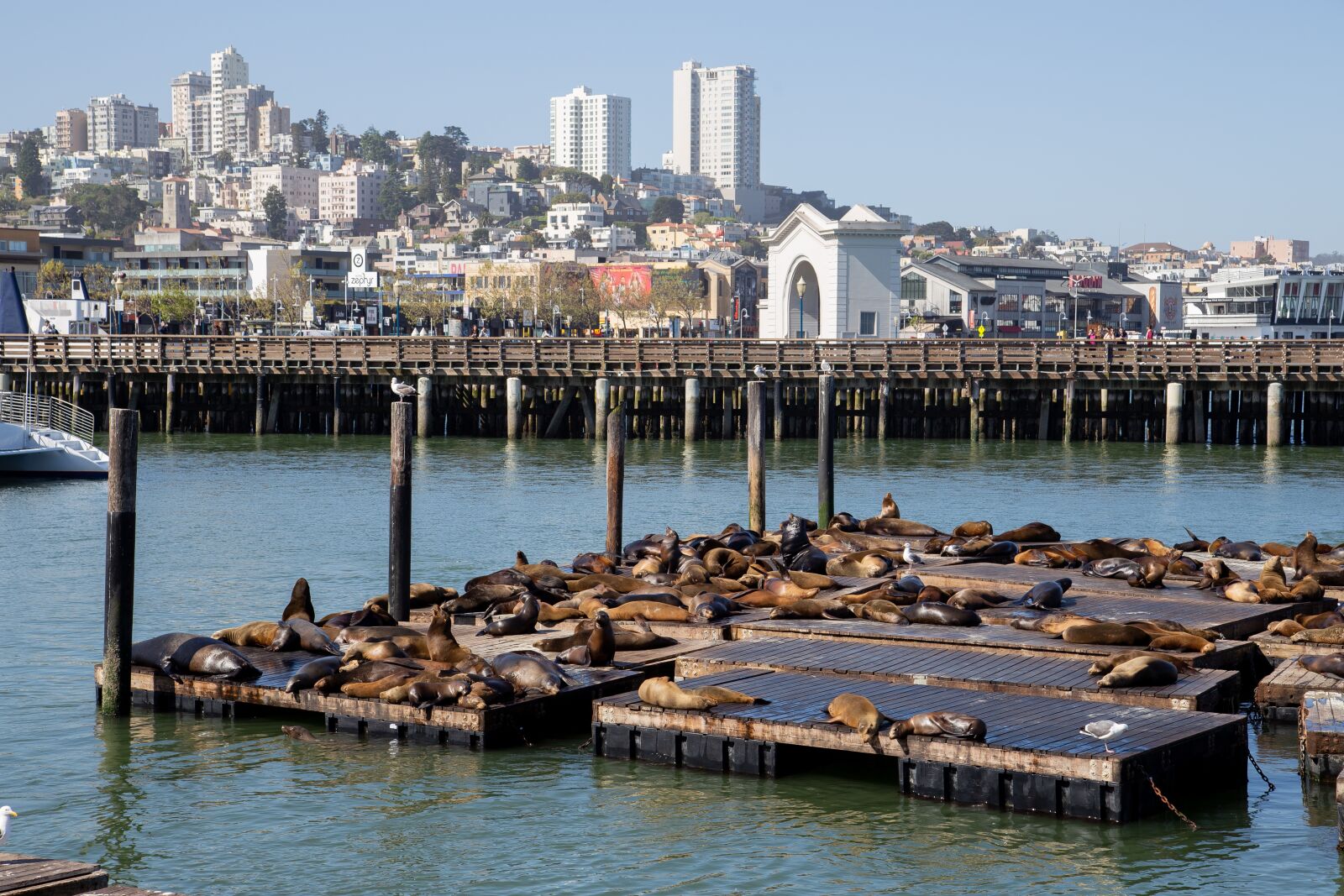 Canon EOS 6D + Canon EF 24-105mm F4L IS USM sample photo. Pier 39, san francisco, california photography