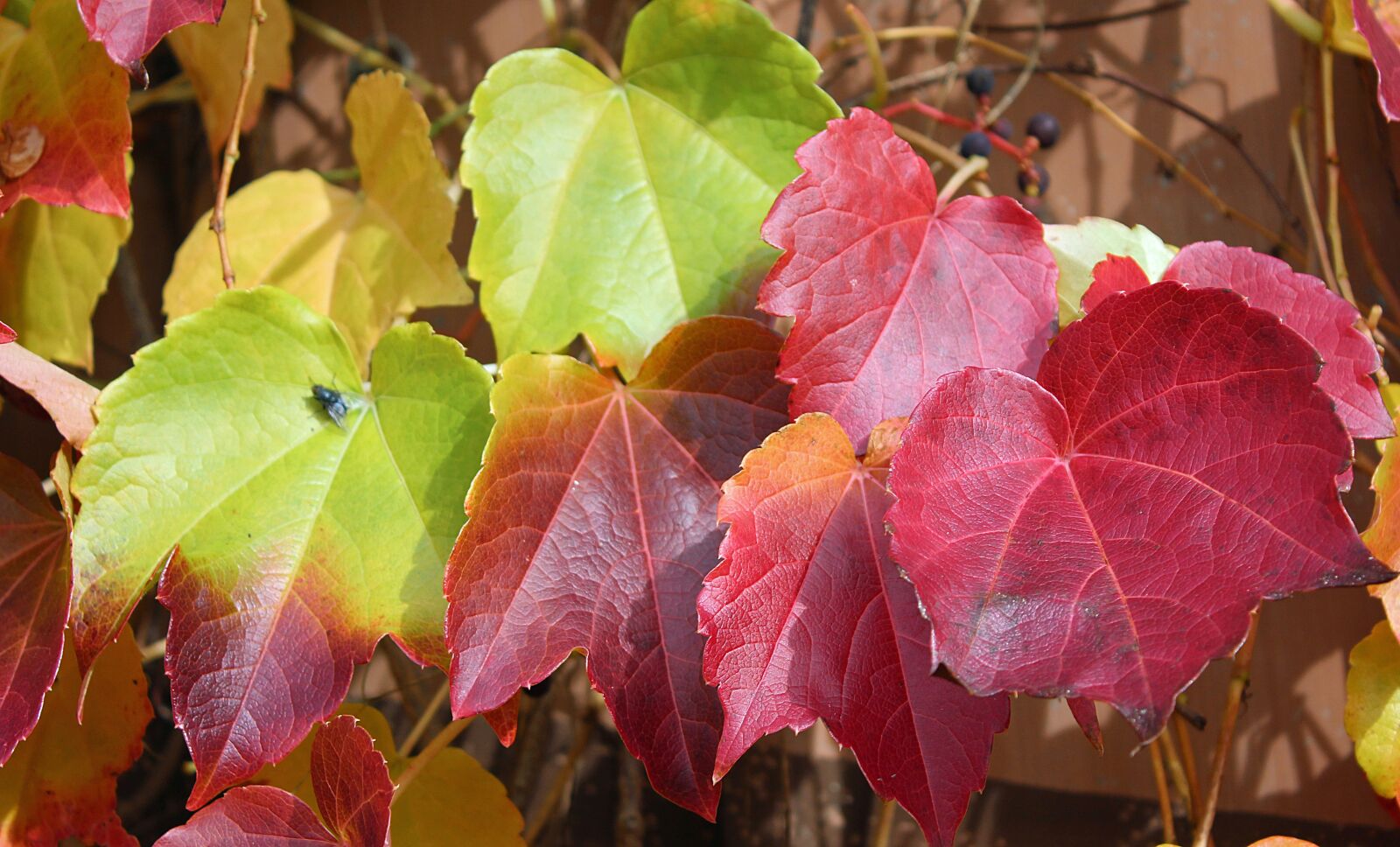 Canon EOS 1200D (EOS Rebel T5 / EOS Kiss X70 / EOS Hi) sample photo. Autumn, fall foliage, nature photography