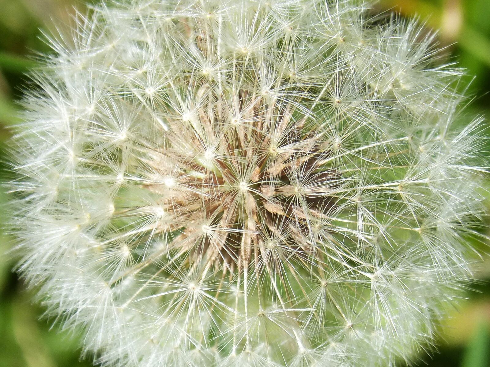 Panasonic DMC-FZ62 sample photo. Dandelion, seeds, angelitos photography