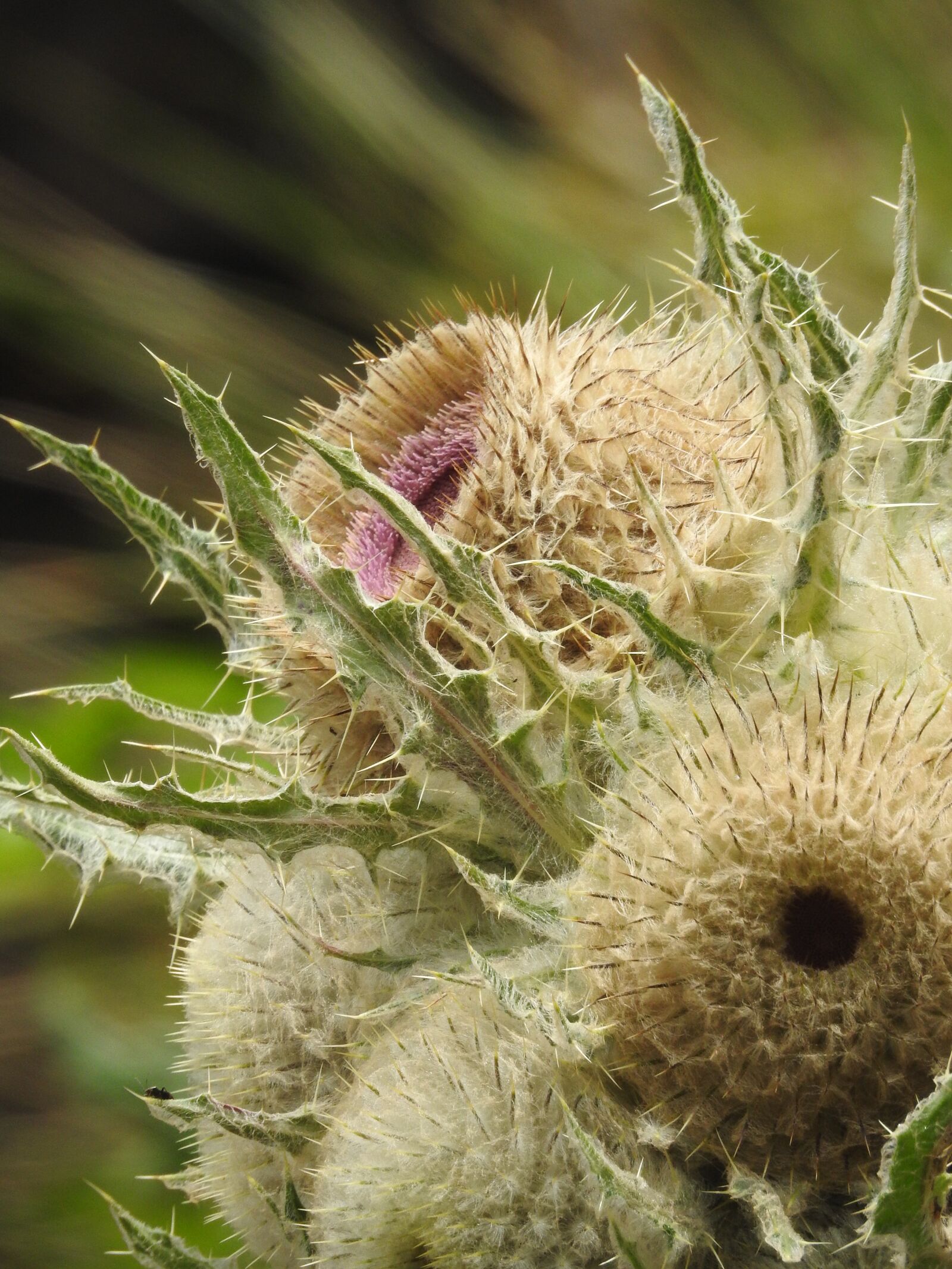 Nikon Coolpix P900 sample photo. Thistle, thorns, thorny photography