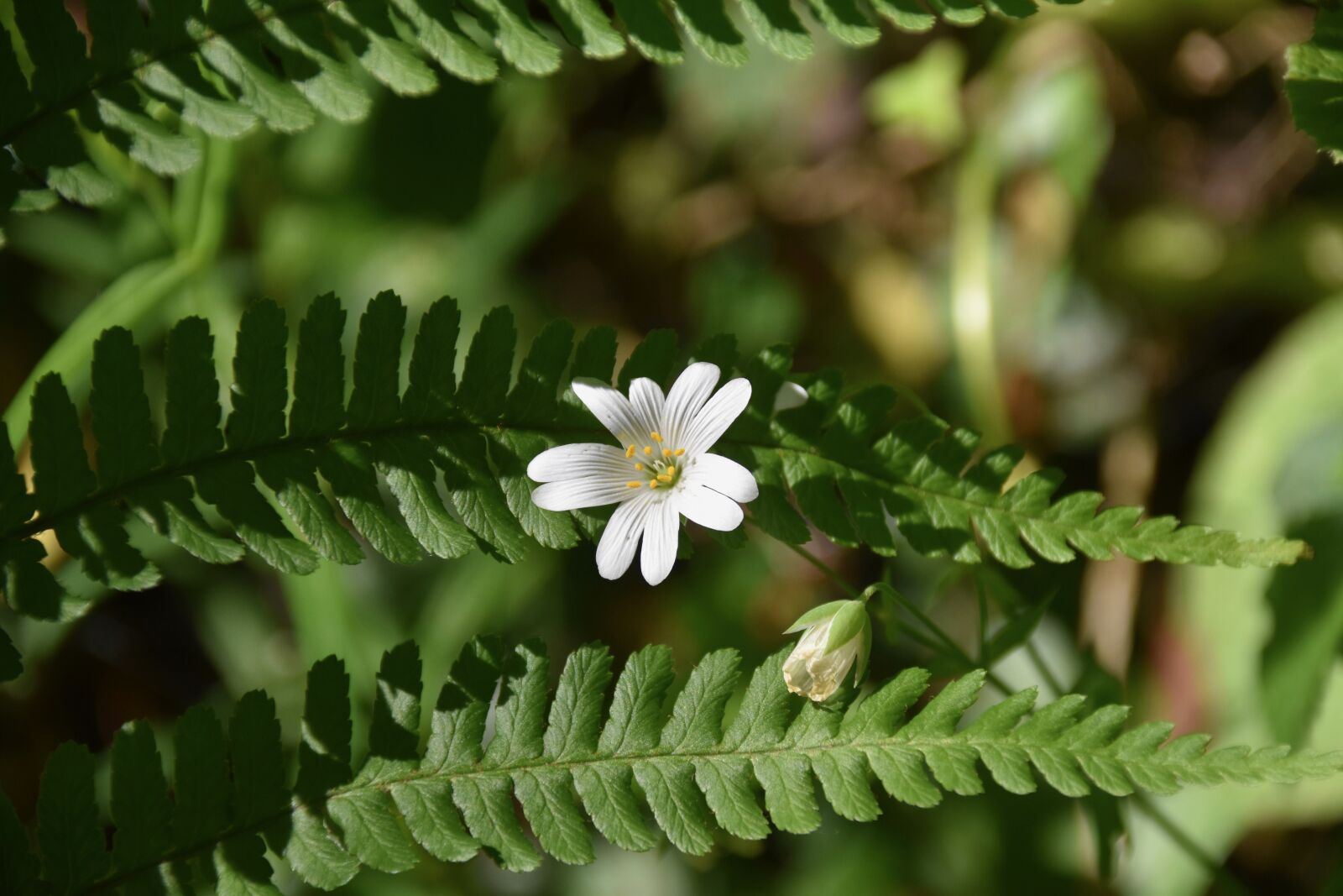 Nikon D5600 sample photo. White flower, fern, white photography