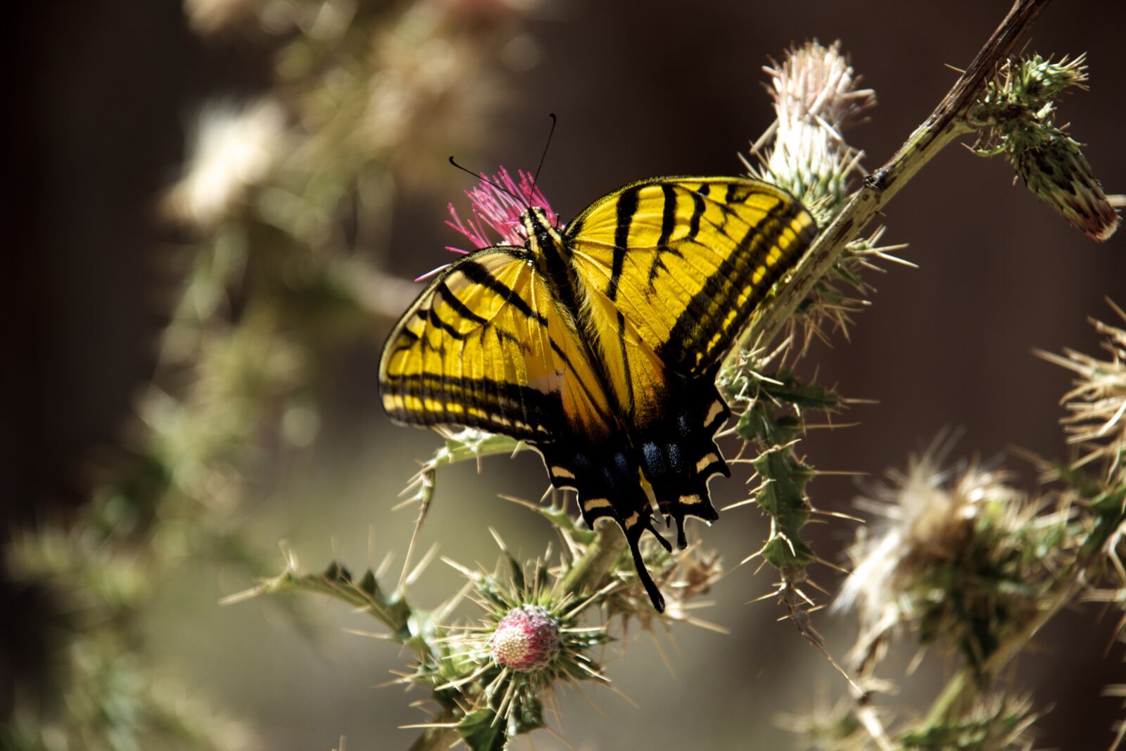 Canon EF-S 18-200mm F3.5-5.6 IS sample photo. Butterfly, nature, insect photography