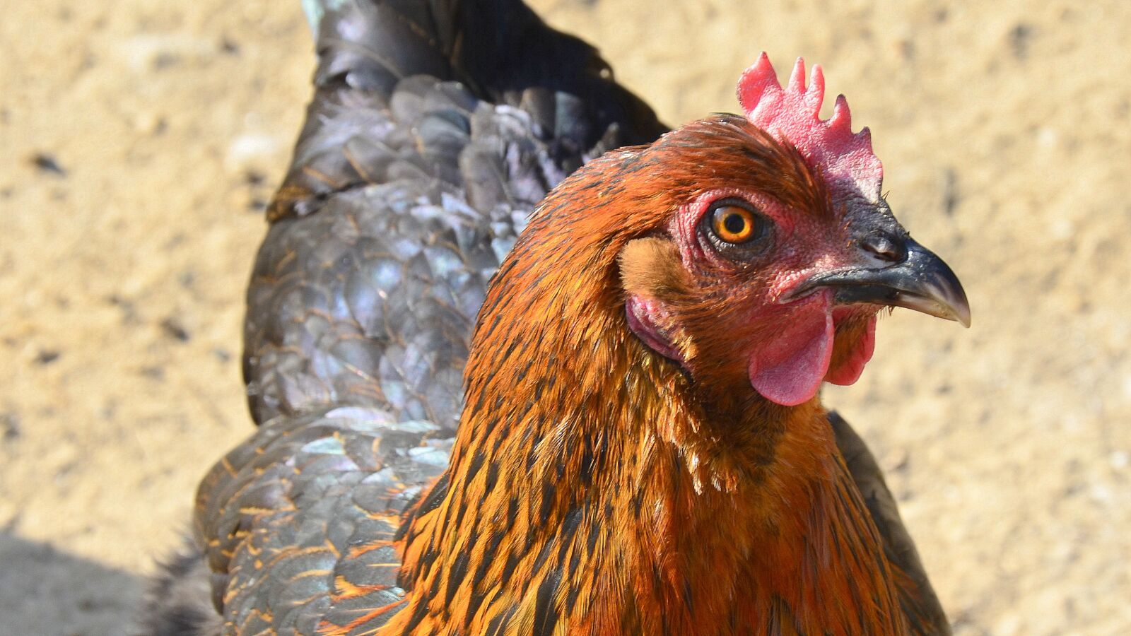 Nikon D5100 sample photo. Chicken, hen, poultry photography