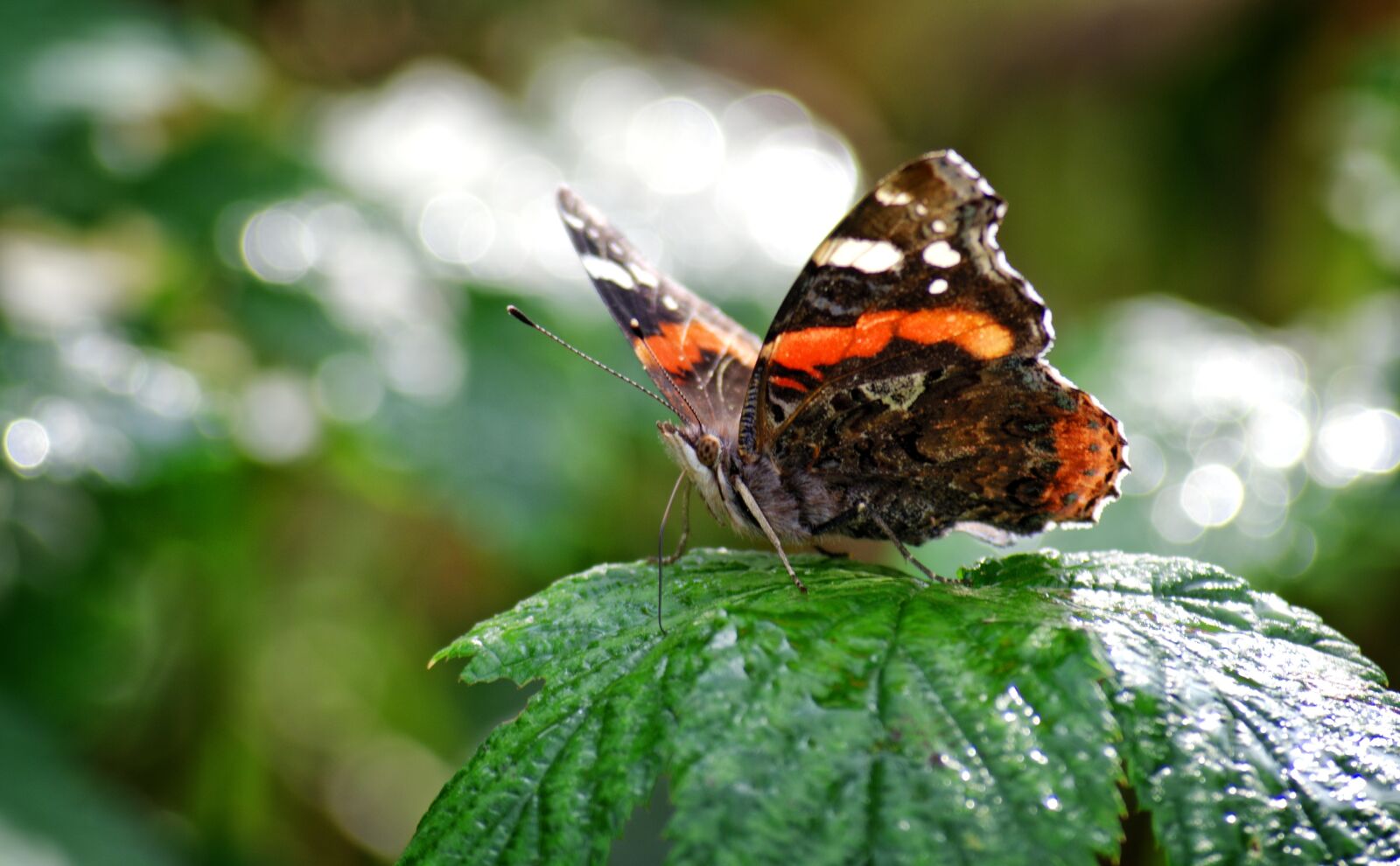 55.0-200.0mm f/4.0-f/5.6 sample photo. Butterfly, admiral, insect photography