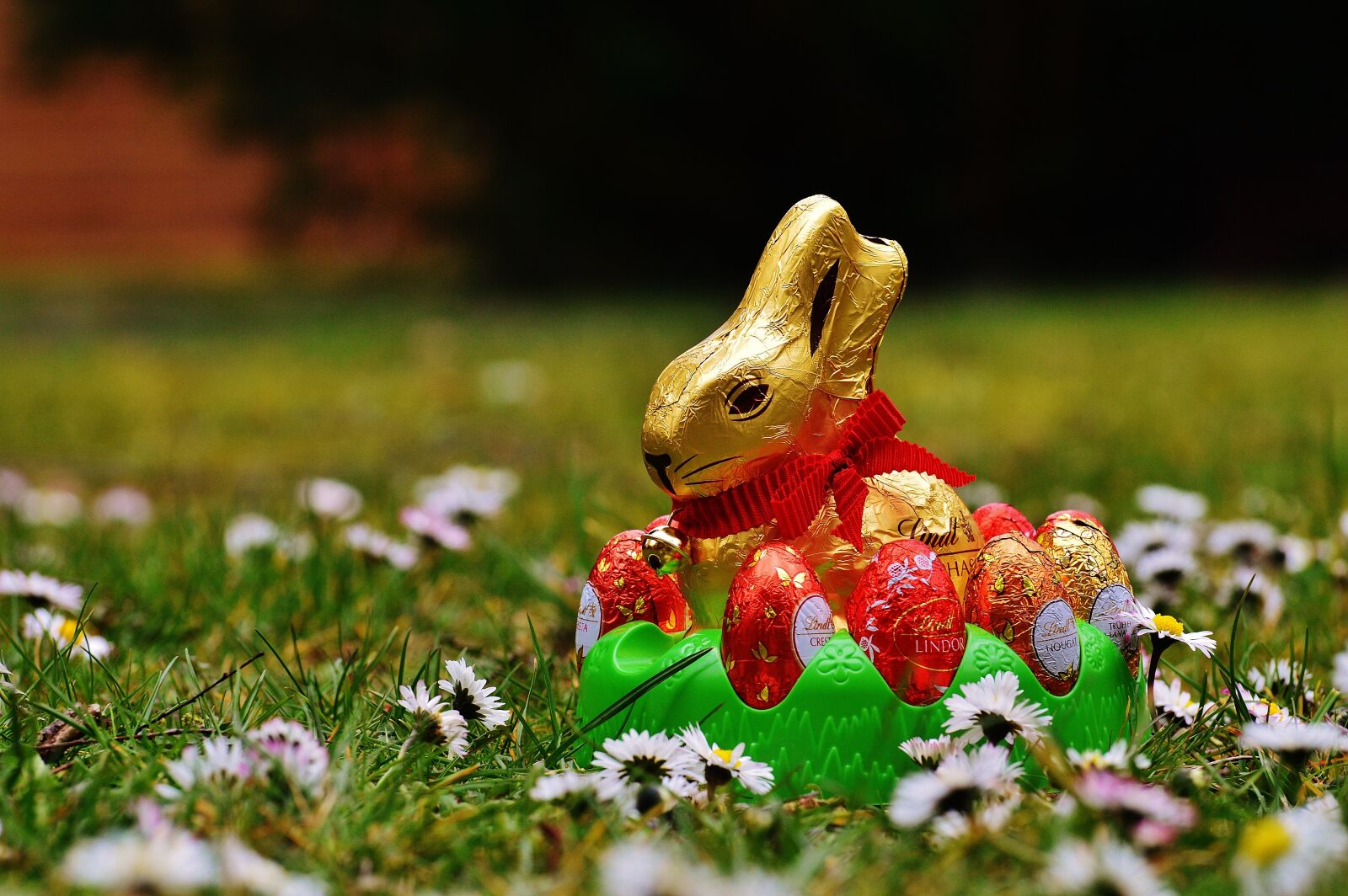 Nikon D3200 sample photo. Hare, easter, chocolate photography