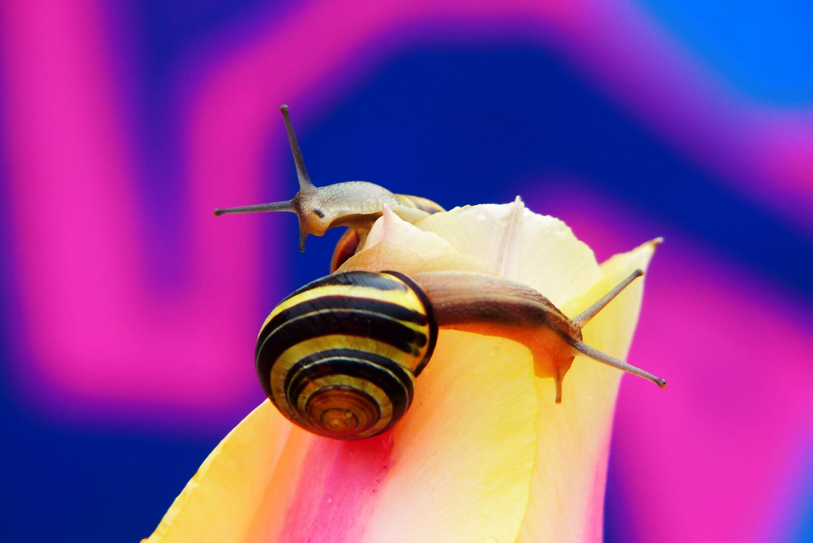 Panasonic Lumix DMC-FZ200 sample photo. Wst yki gajowe, molluscs photography