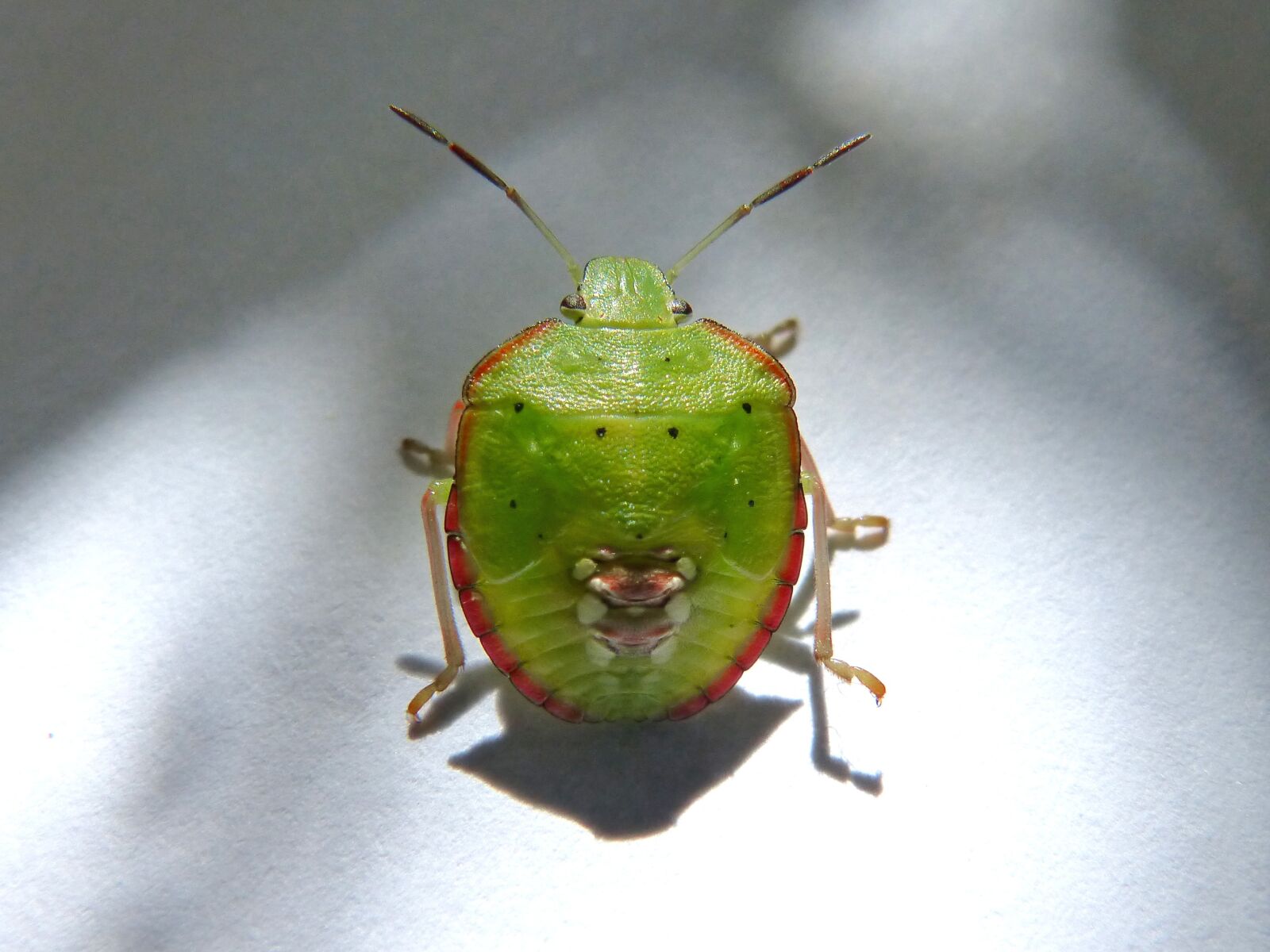 Panasonic DMC-FZ62 sample photo. Green prasina, i pentatomid photography