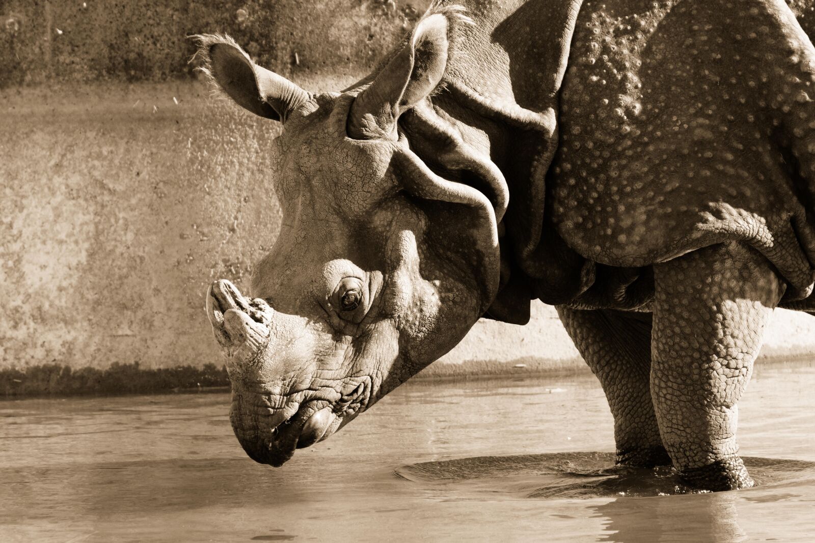 Nikon D7200 sample photo. Rhino, animal, animal world photography