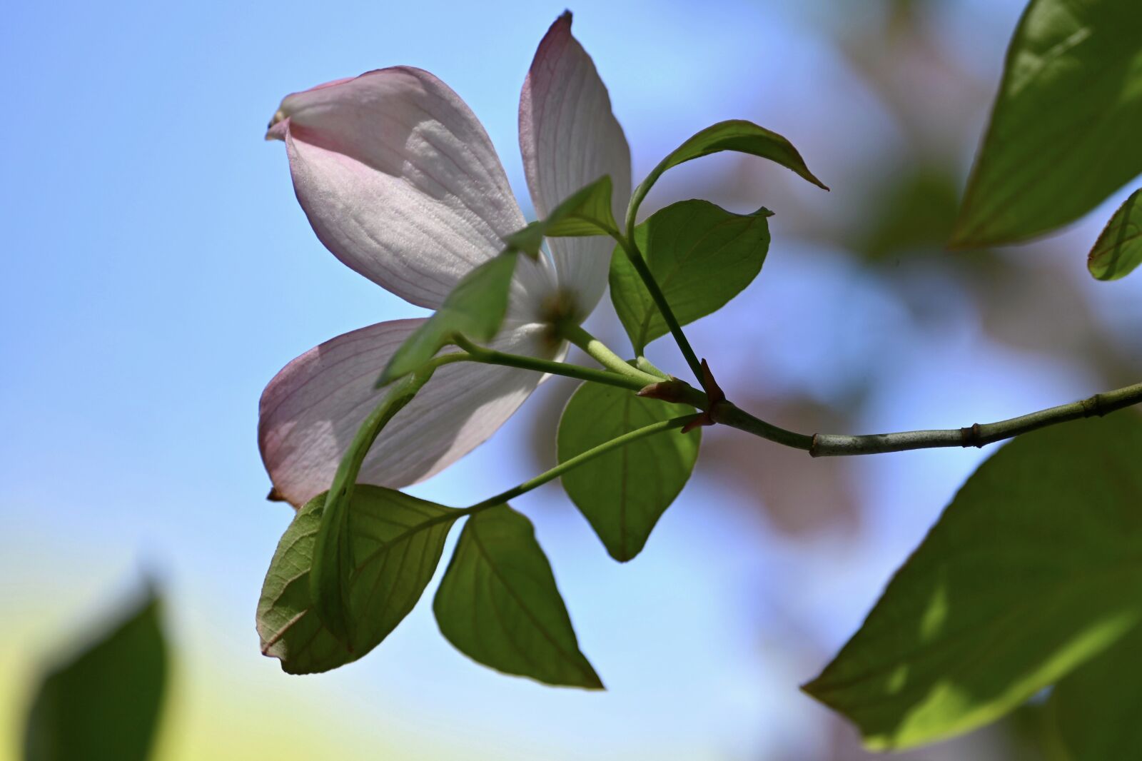 Nikon Z6 sample photo. Cornus, blossom, bloom photography