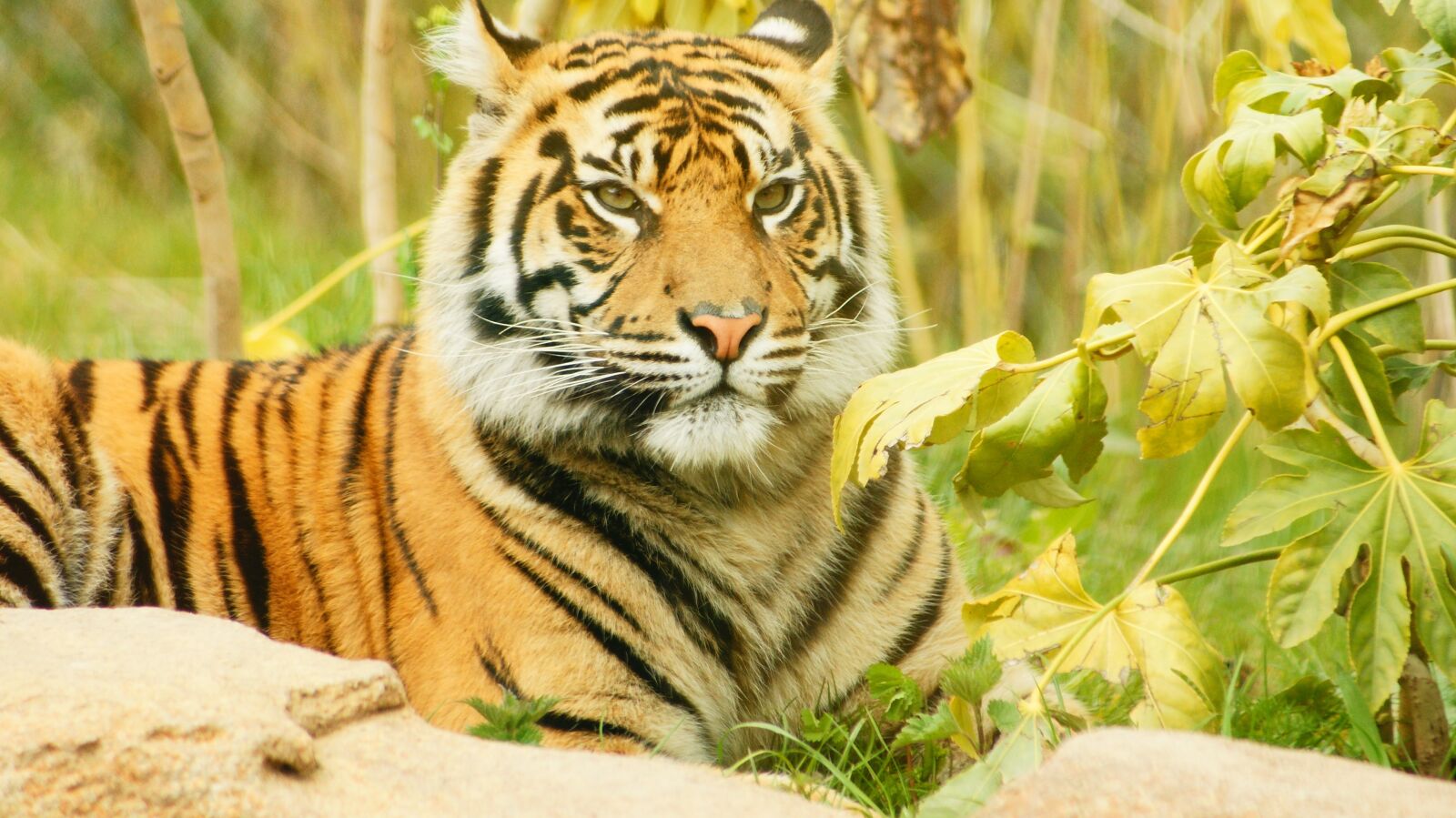 Sony Alpha DSLR-A700 sample photo. Tiger, cub, cat photography