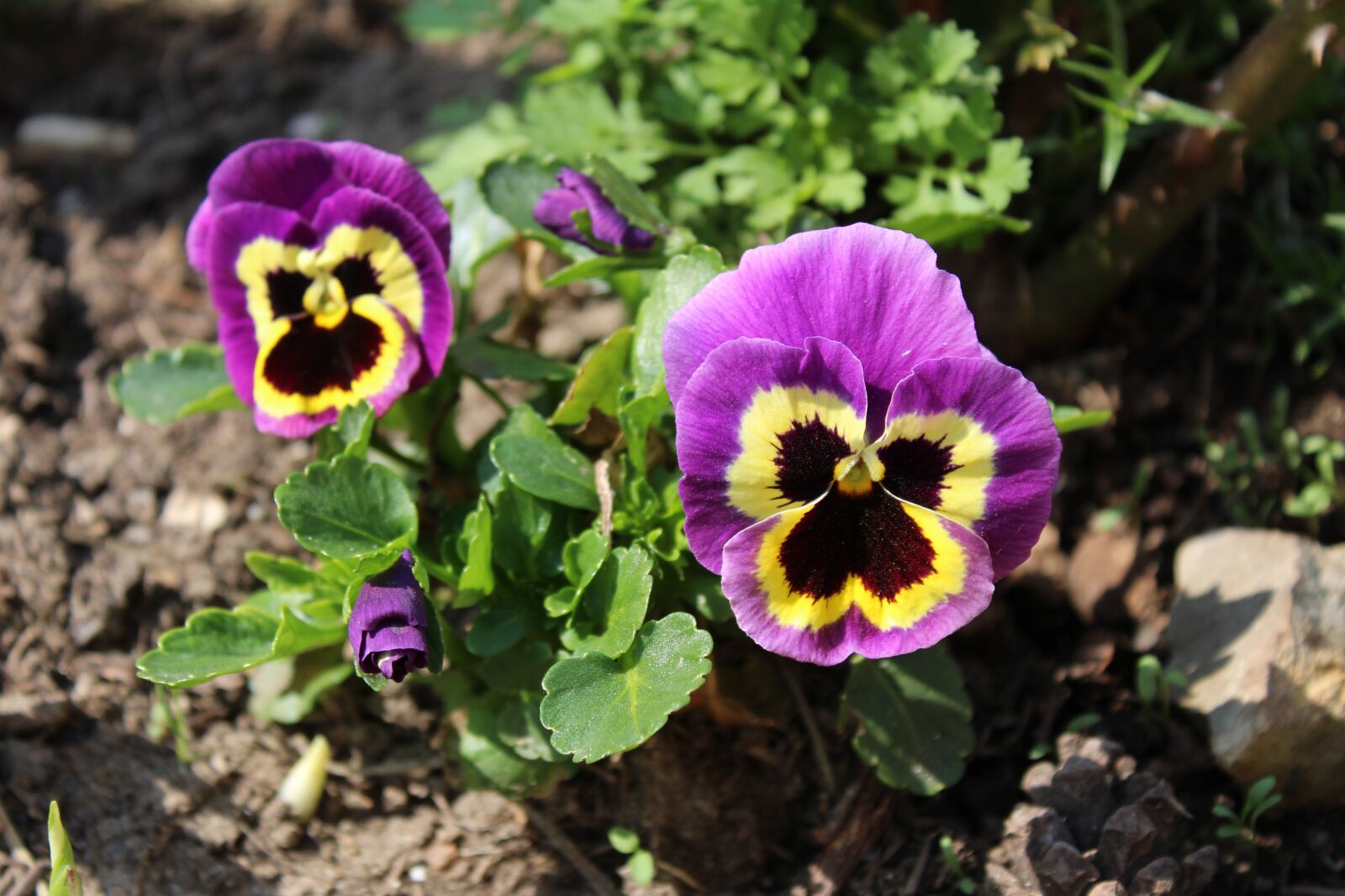 Canon EOS 1300D (EOS Rebel T6 / EOS Kiss X80) sample photo. Flower, plant, nature photography
