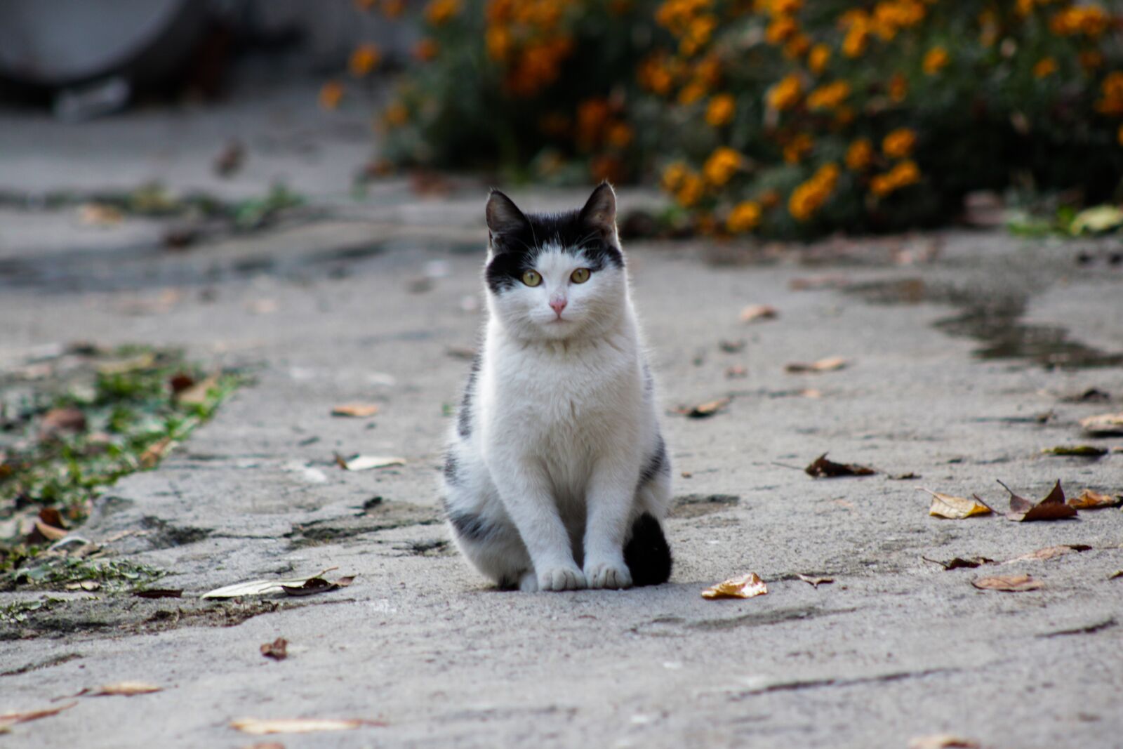 Canon EOS 500D (EOS Rebel T1i / EOS Kiss X3) sample photo. Cat, white, black photography