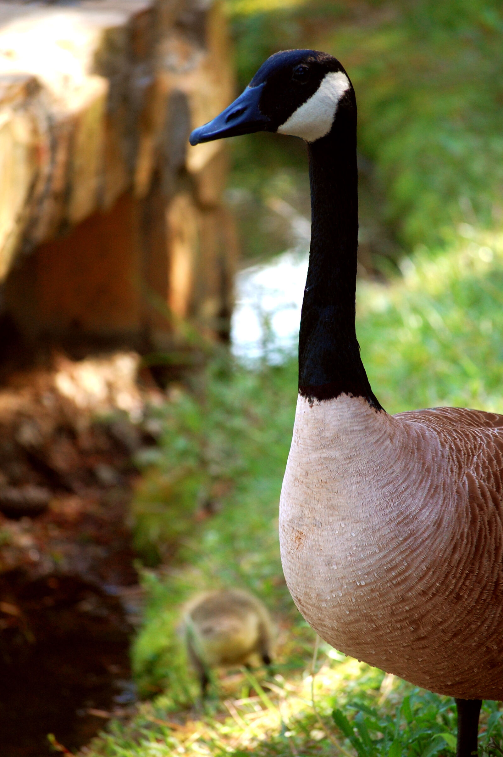 Nikon D40 sample photo. Goose photography
