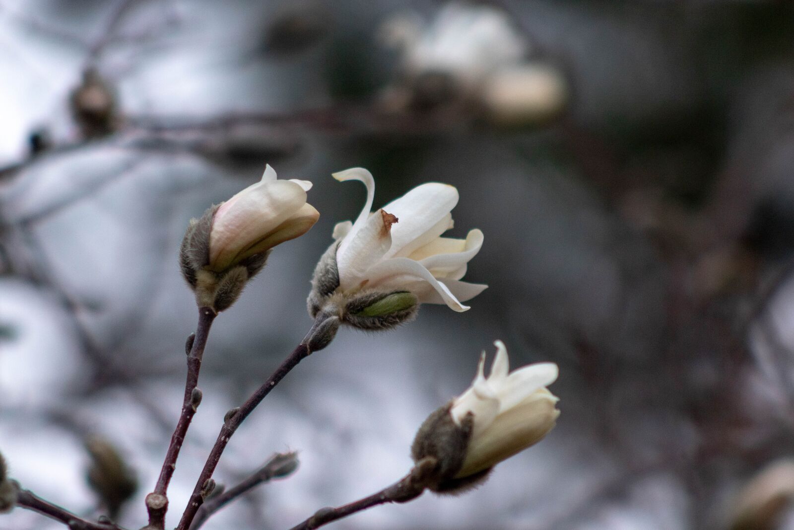 Canon EOS 1300D (EOS Rebel T6 / EOS Kiss X80) sample photo. Spring, buds, white photography