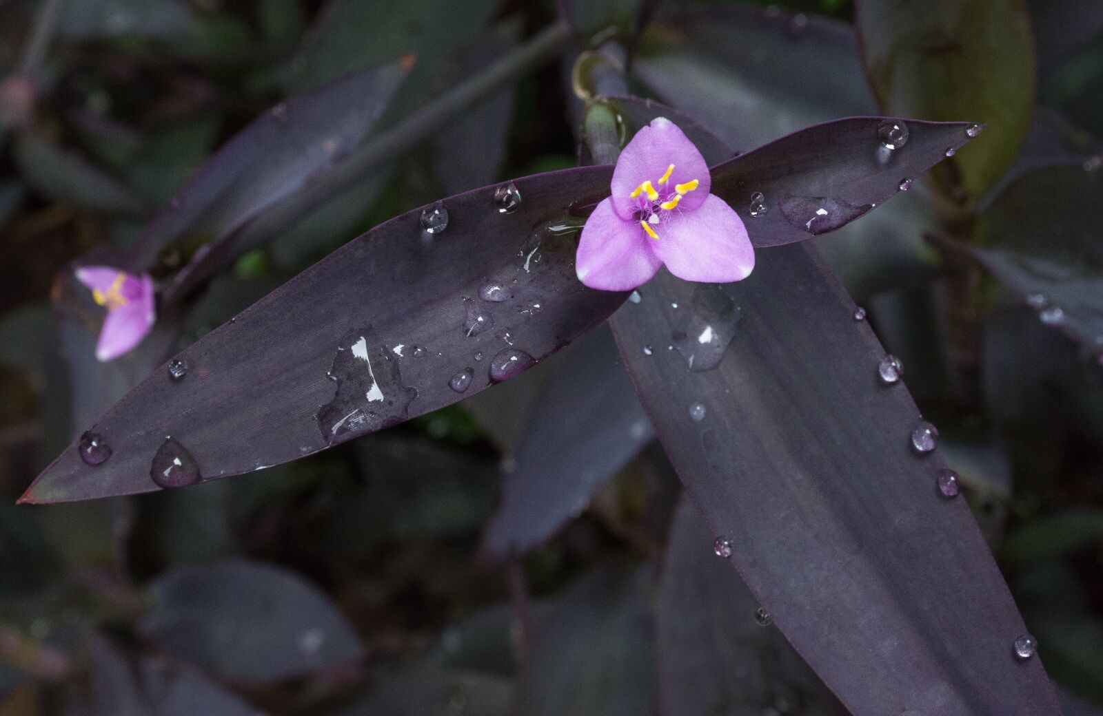 Nikon D7200 sample photo. Flower, nature, outdoors photography