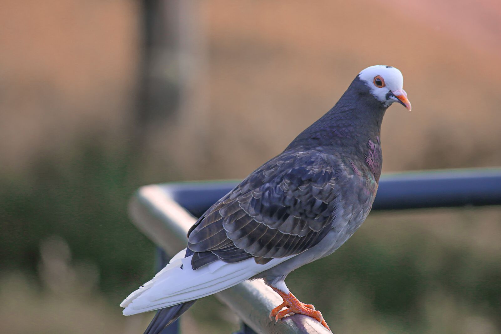 Canon EF-S 55-250mm F4-5.6 IS sample photo. Dove, bird, nature photography