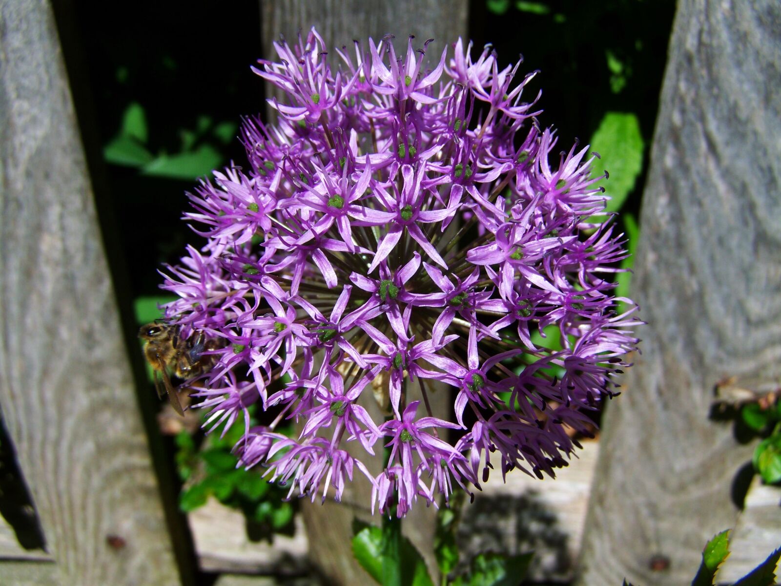 Kodak EASYSHARE ZD710 ZOOM DIGITAL CAMERA sample photo. Flower bulbs, purple, garden photography