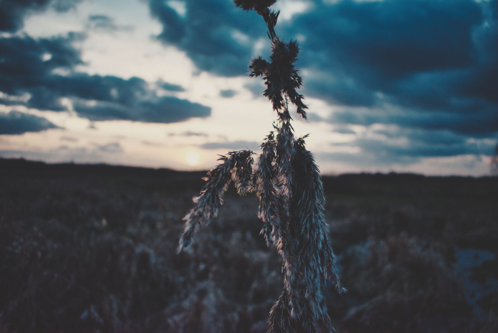 Nikon D5600 sample photo. Sunset, the sun, sky photography