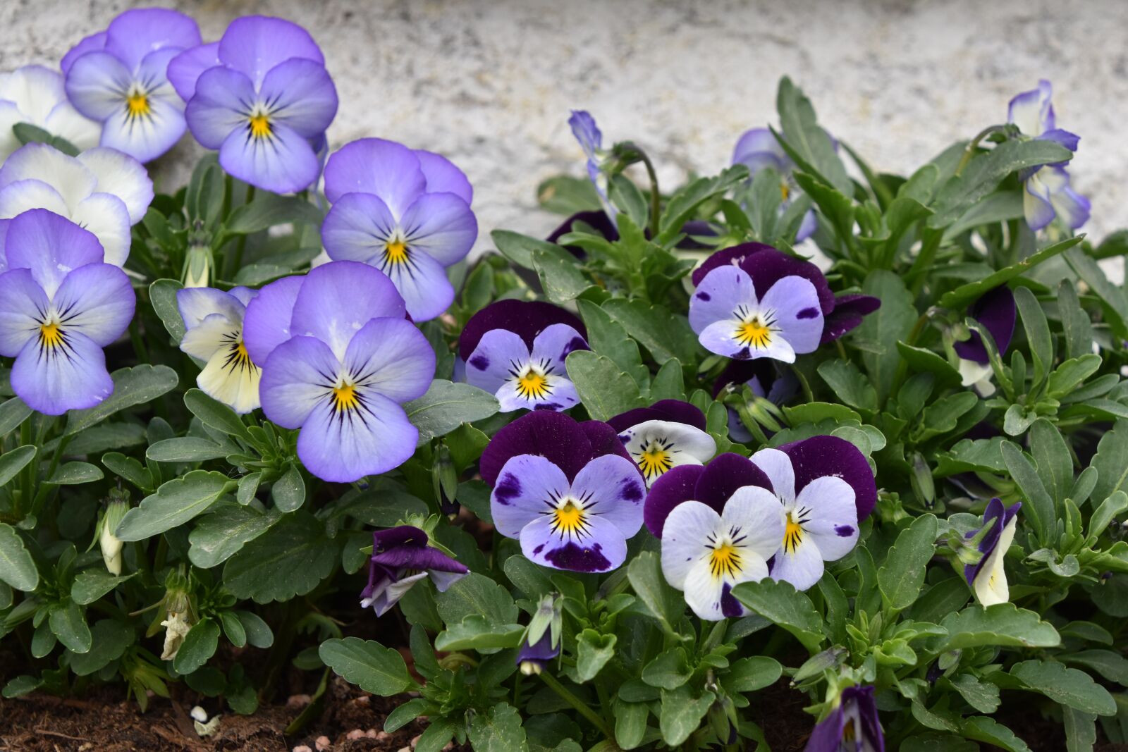 Nikon D5600 sample photo. Flower, leaf, nature photography