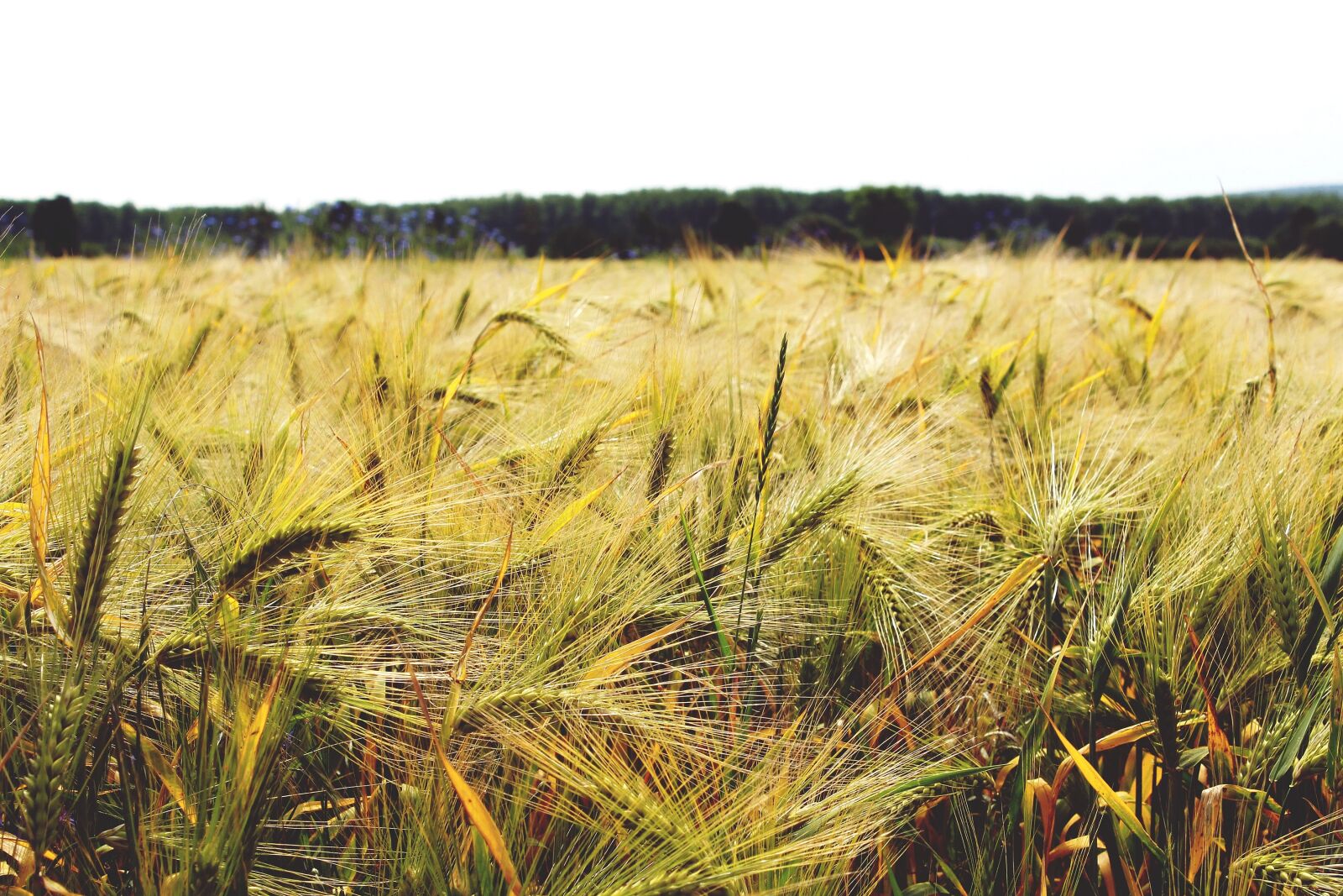 Canon EOS 1200D (EOS Rebel T5 / EOS Kiss X70 / EOS Hi) sample photo. Gersten, barley field, cereals photography