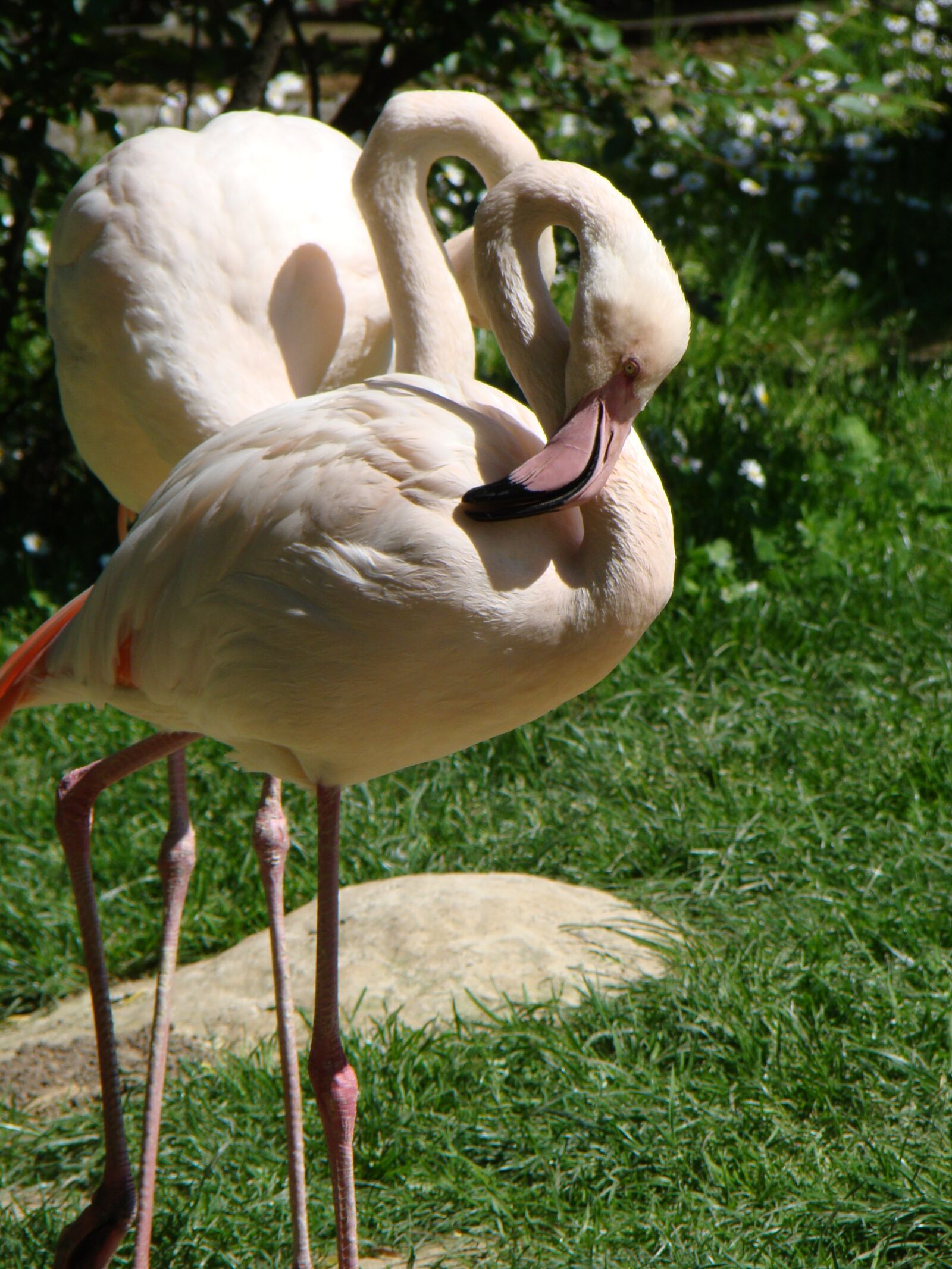Sony Cyber-shot DSC-H50 sample photo. Flaming, bird, zoo photography