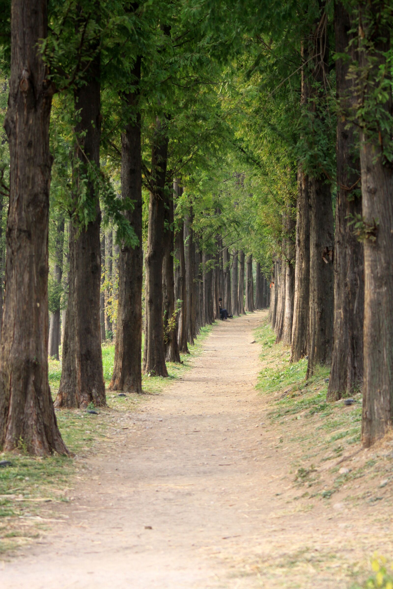 Canon EOS 50D sample photo. Avenue, gil, trails photography