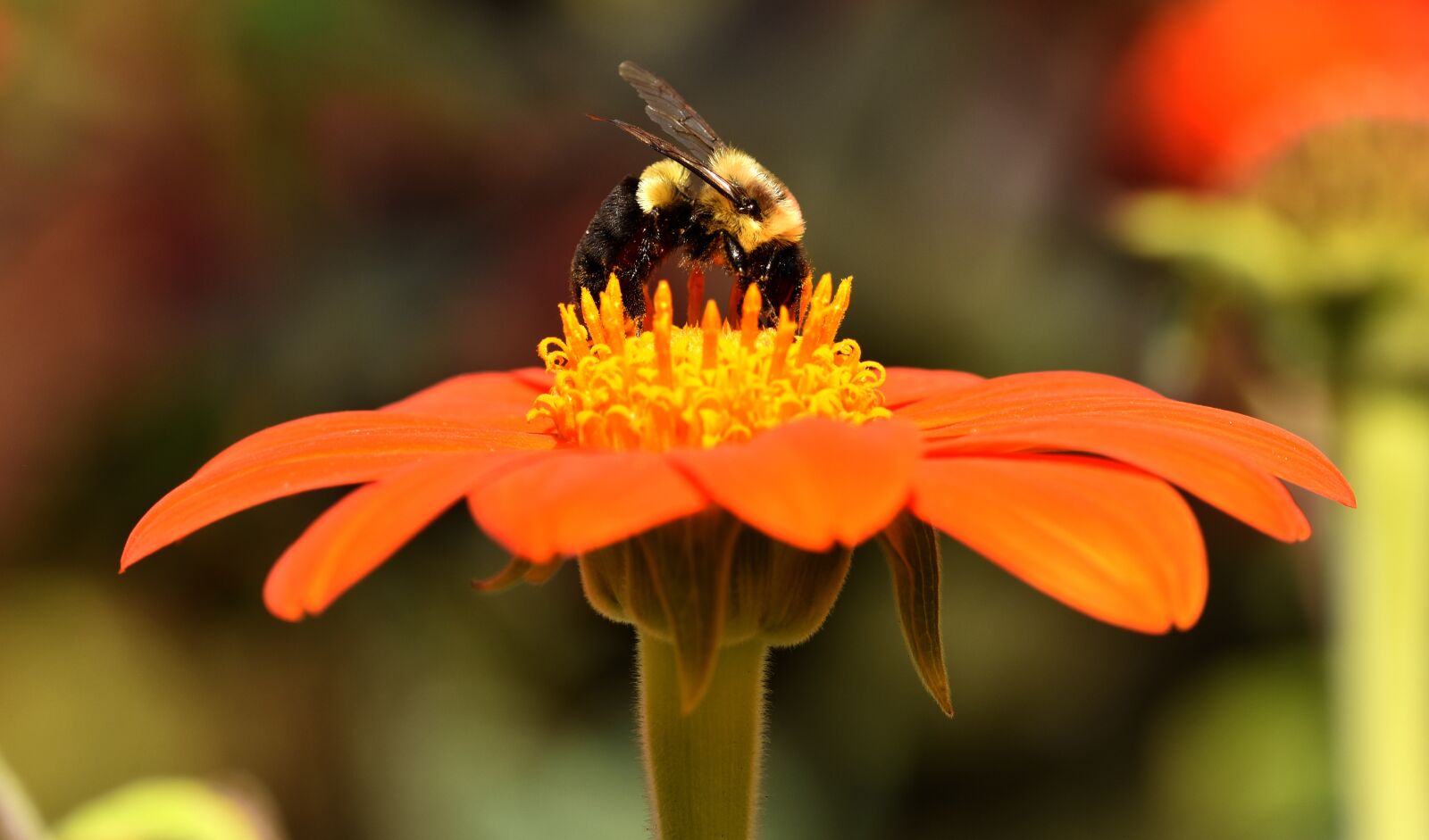 Nikon D5600 sample photo. Bees, insects, nature photography