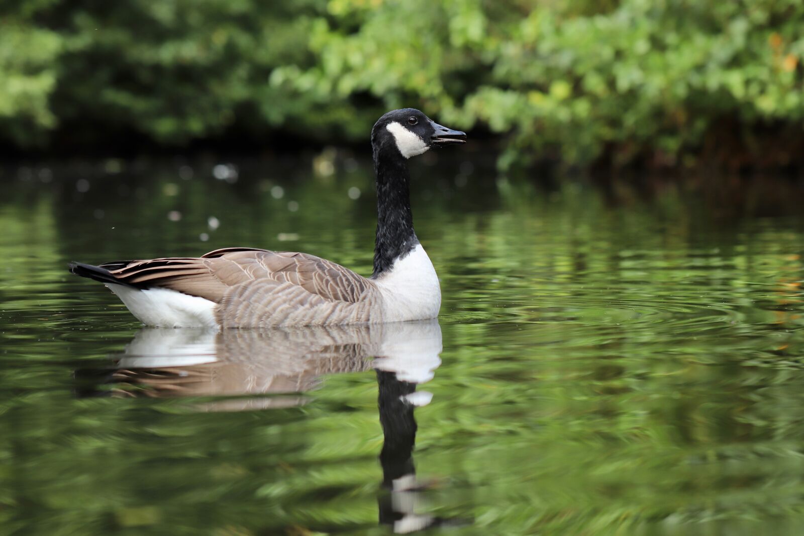Canon EOS 800D (EOS Rebel T7i / EOS Kiss X9i) sample photo. Water bird, goose, wild photography