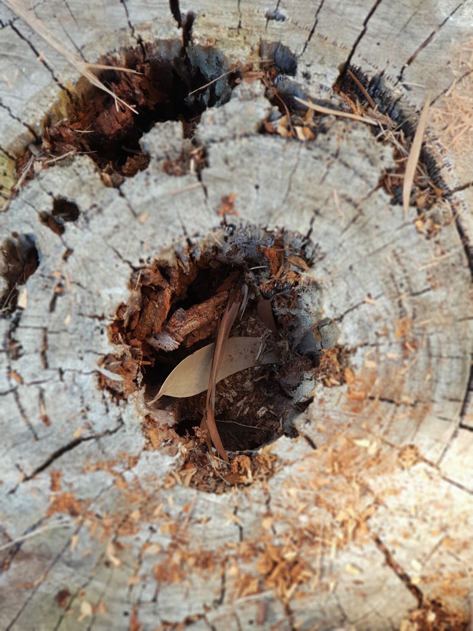 Samsung Galaxy S9+ sample photo. Nature, wood, old photography