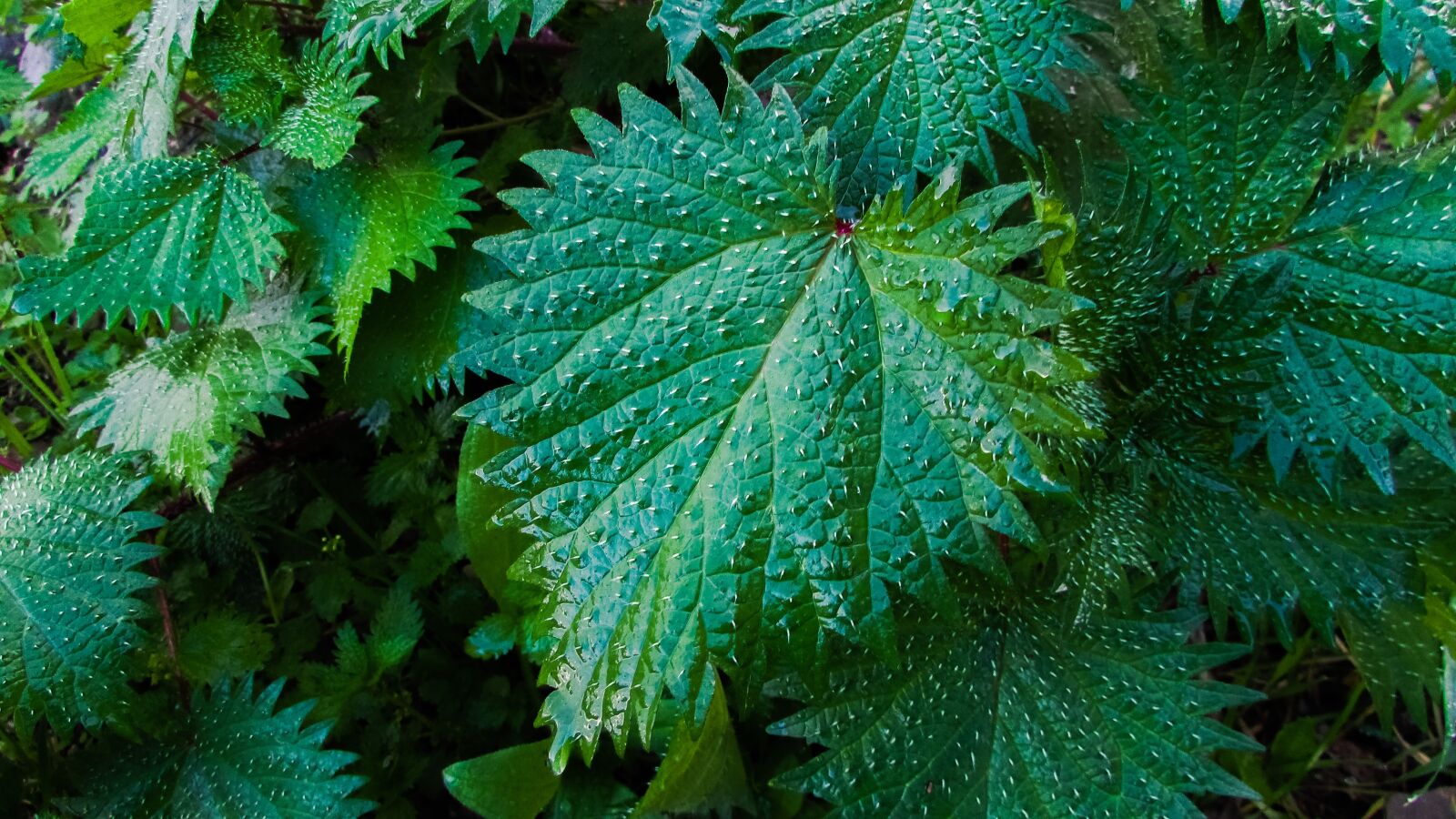Canon PowerShot SX400 IS sample photo. Nettle, plant, nature photography