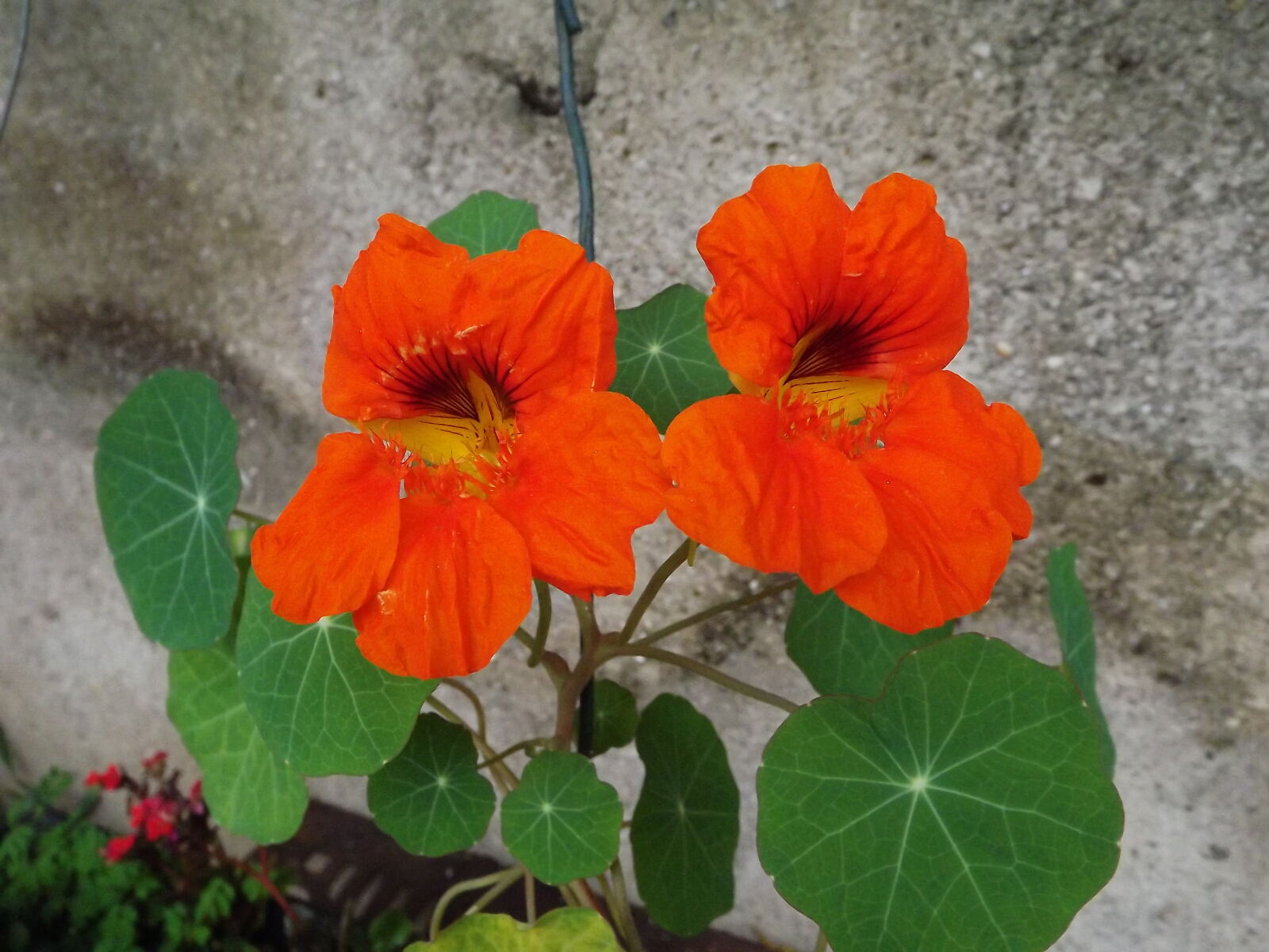 FujiFilm FinePix S4000 (FinePix S4050) sample photo