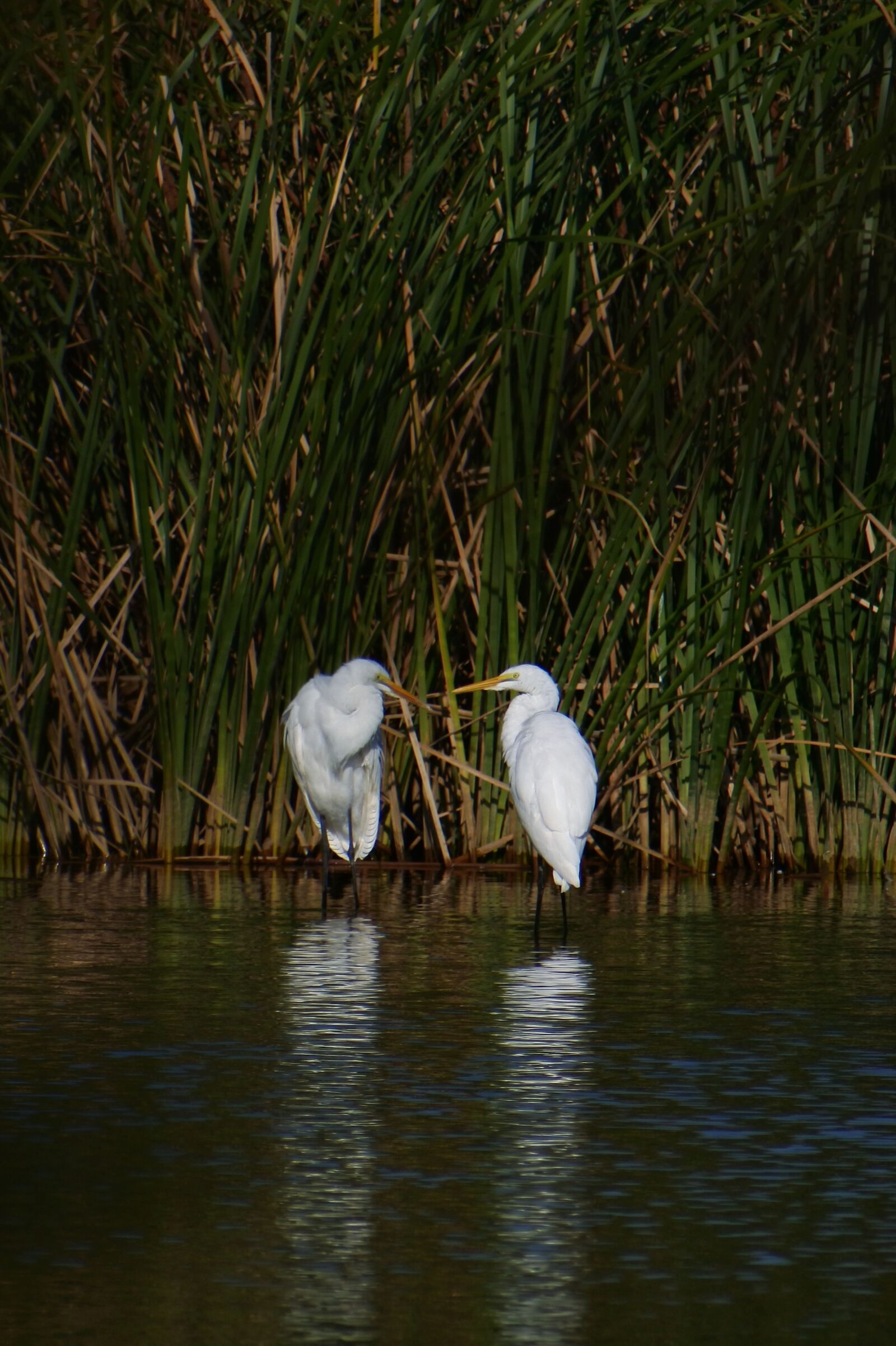 VR 70-300mm f/4.5-6.3G sample photo. Animal, river, waterside photography