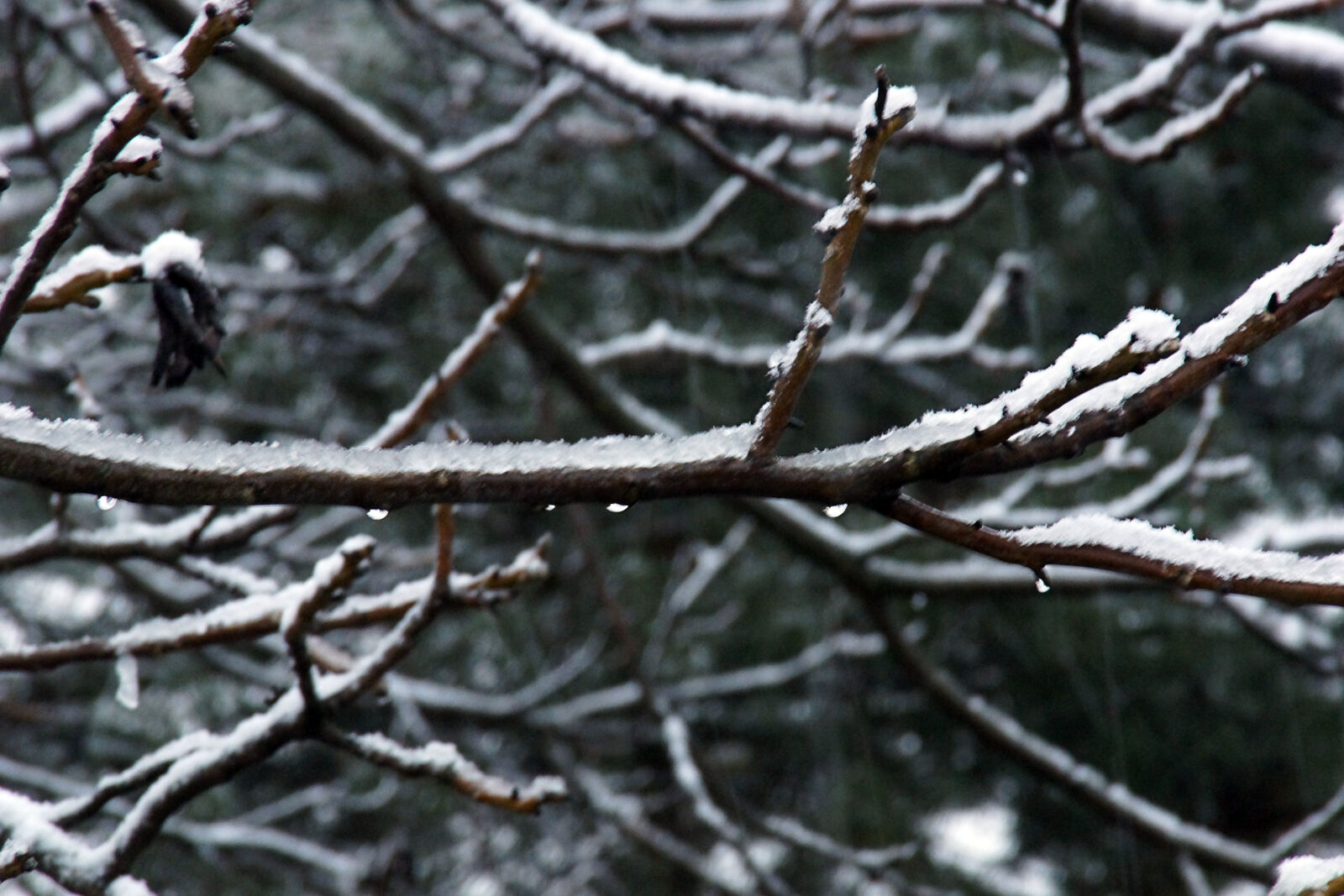 Sony DT 18-200mm F3.5-6.3 sample photo. Branches, droplets, plants, proverb photography