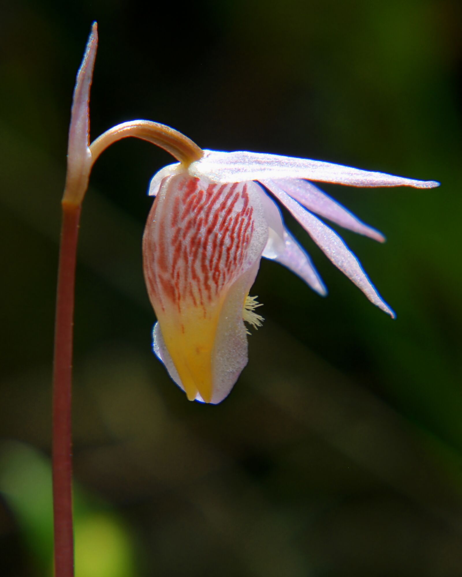 Nikon D200 sample photo. Calypso, orchid, flower photography
