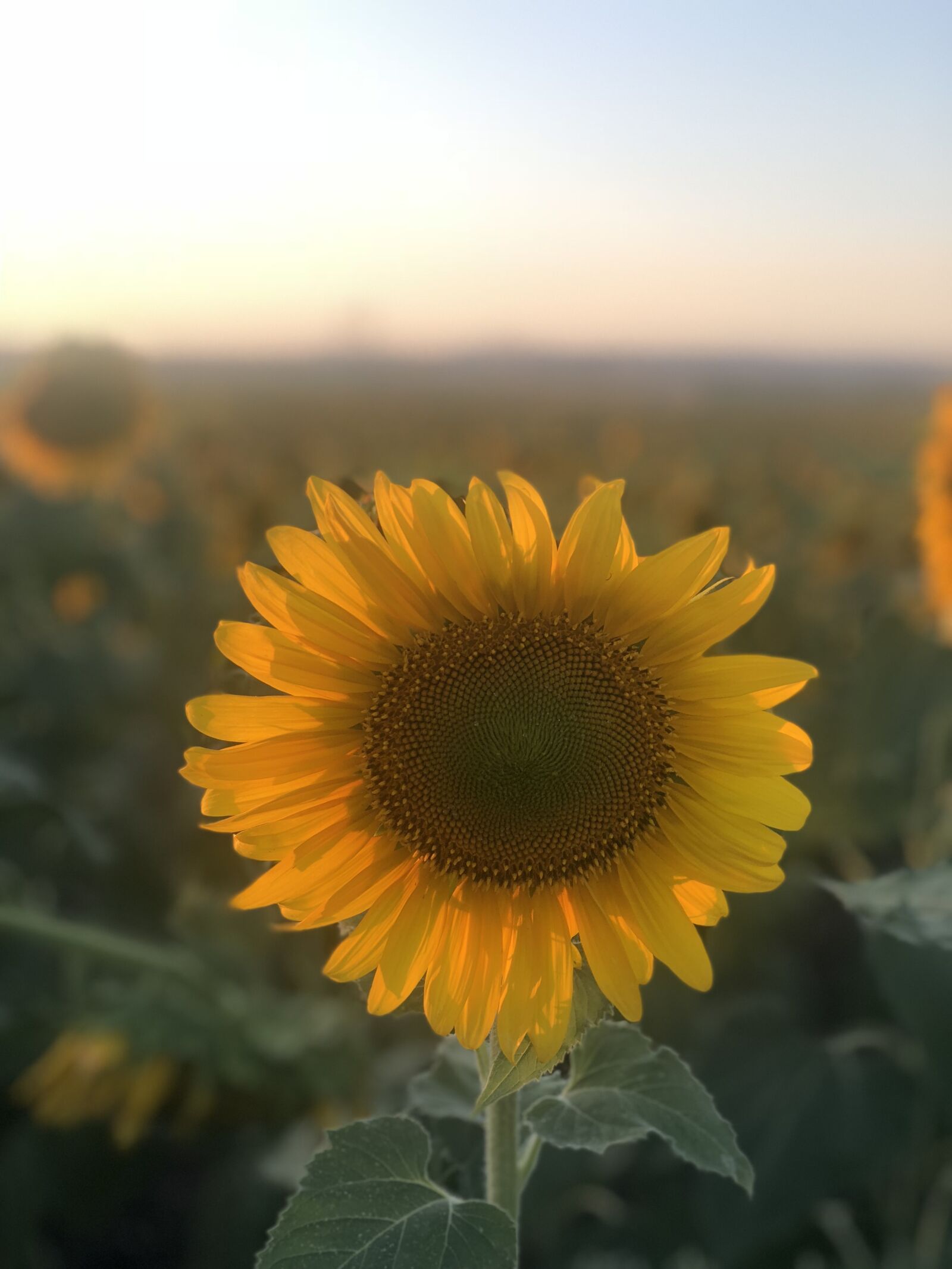 iPhone 8 Plus back dual camera 6.6mm f/2.8 sample photo. Sunflower, flower, yellow photography
