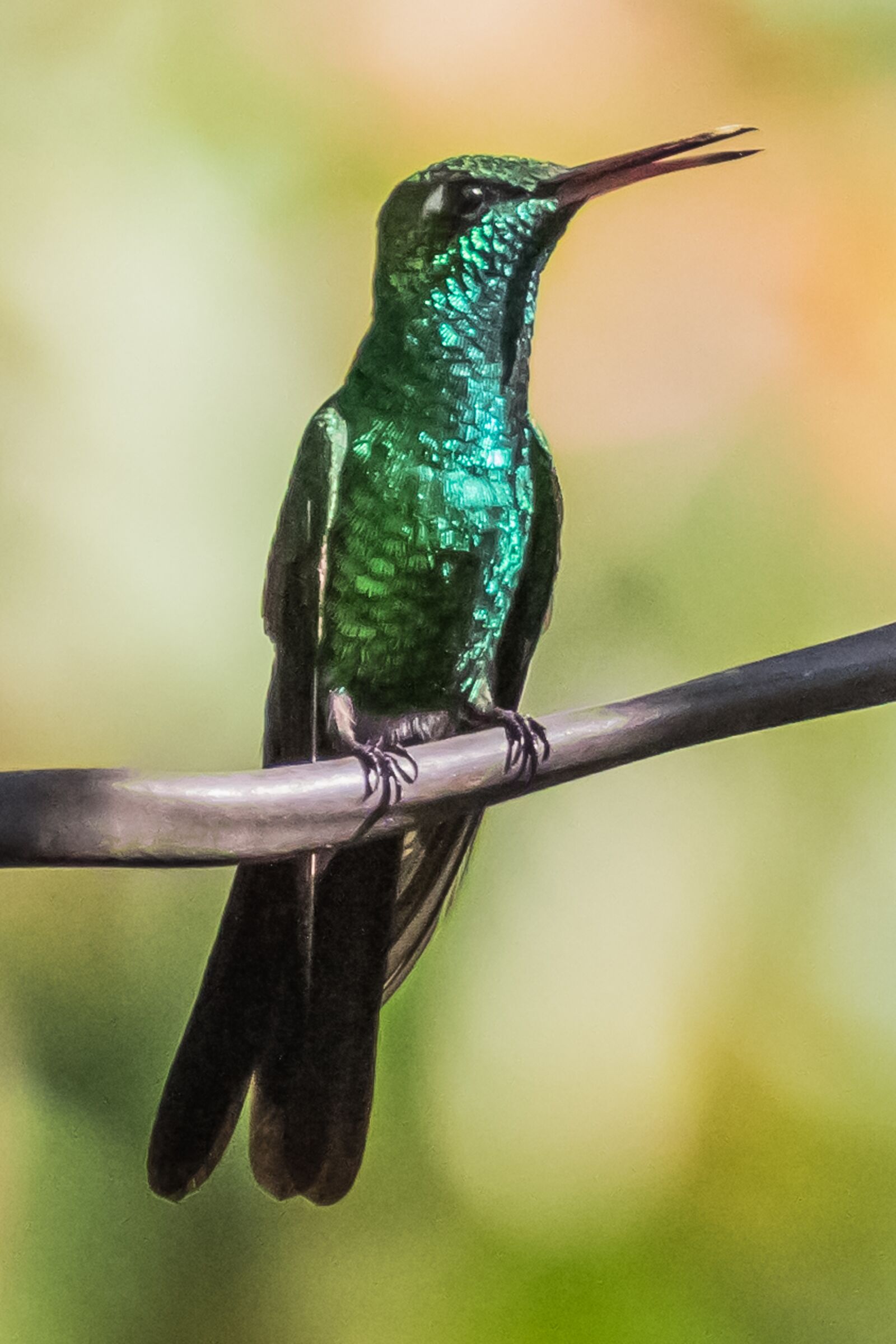 Canon EOS 7D Mark II sample photo. Cuba, cienaga de zapata photography