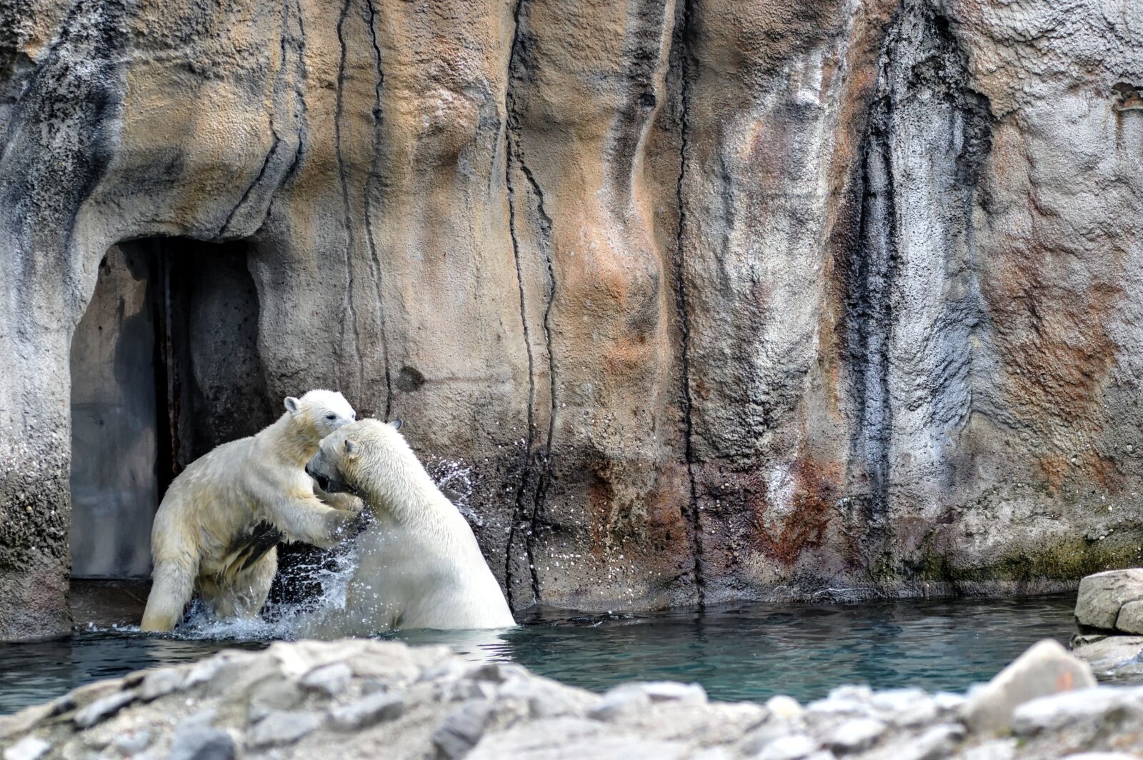 Nikon D3200 sample photo. Polar bear, polar bears photography