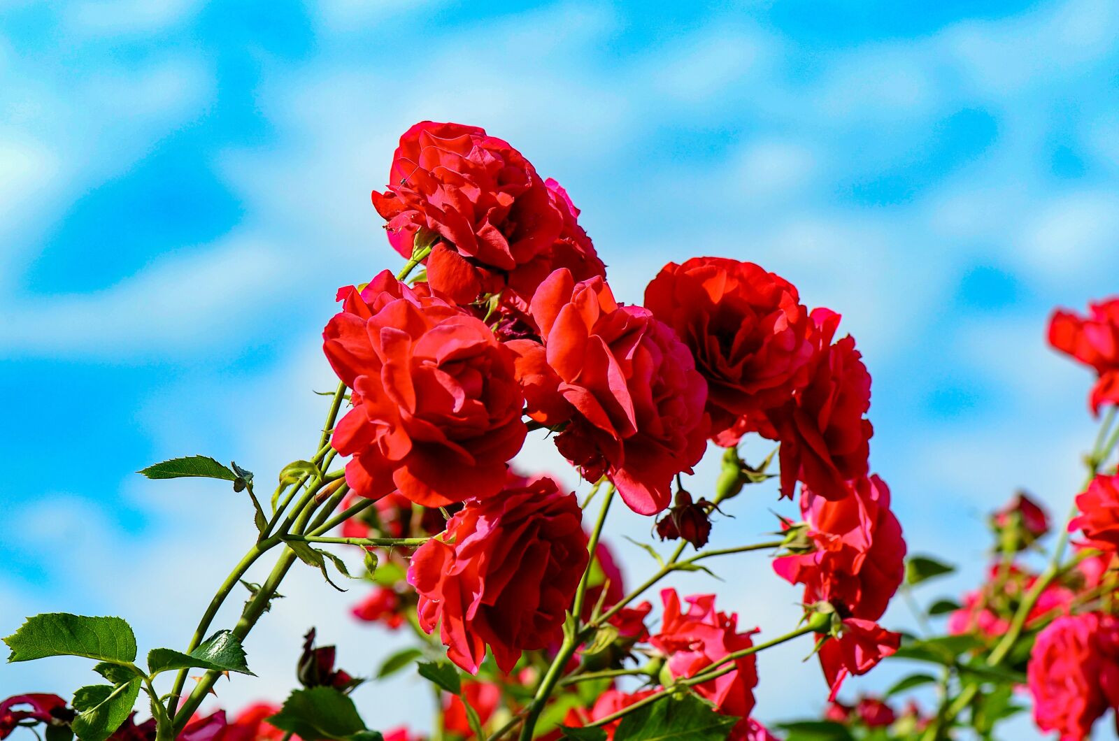 Nikon D7000 sample photo. Roses, red, flowers photography